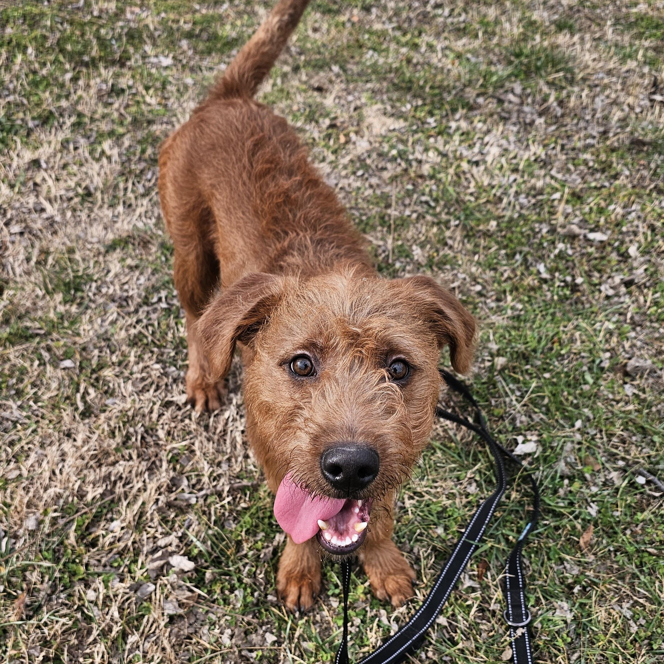 Enlarge Quartz, a ADOPTABLE mixed breed in Lowell, AR image 1/6
