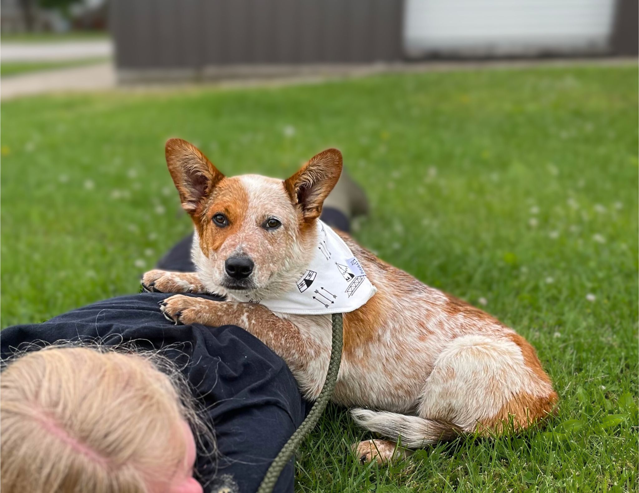 Dog For Adoption Quest An Australian Cattle Dog Blue Heeler In dog-for-adoption-quest-an-australian-cattle-dog-blue-heeler-in