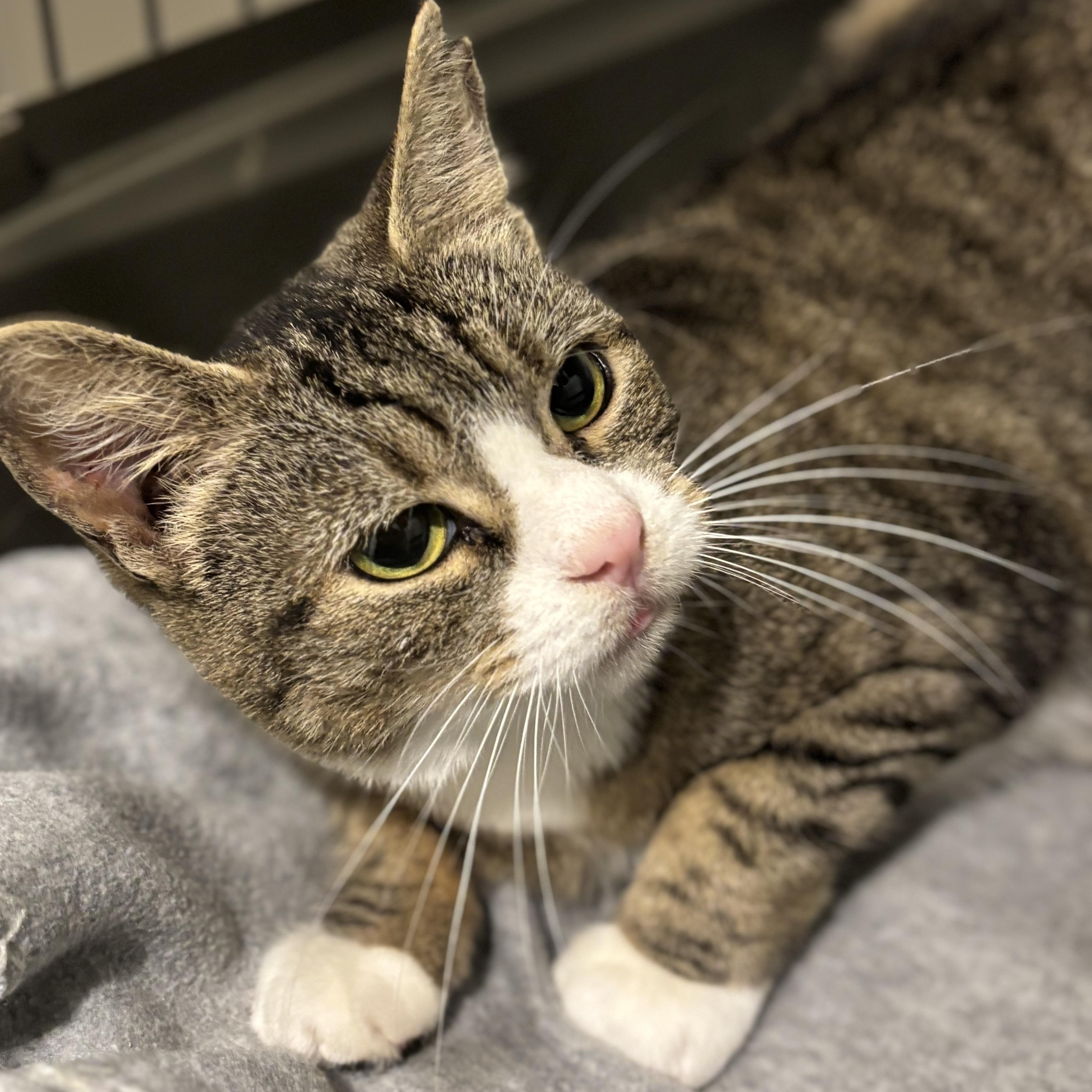 Enlarge Croquet, a ADOPTABLE Domestic Short Hair in Fair Haven, VT image 3/4