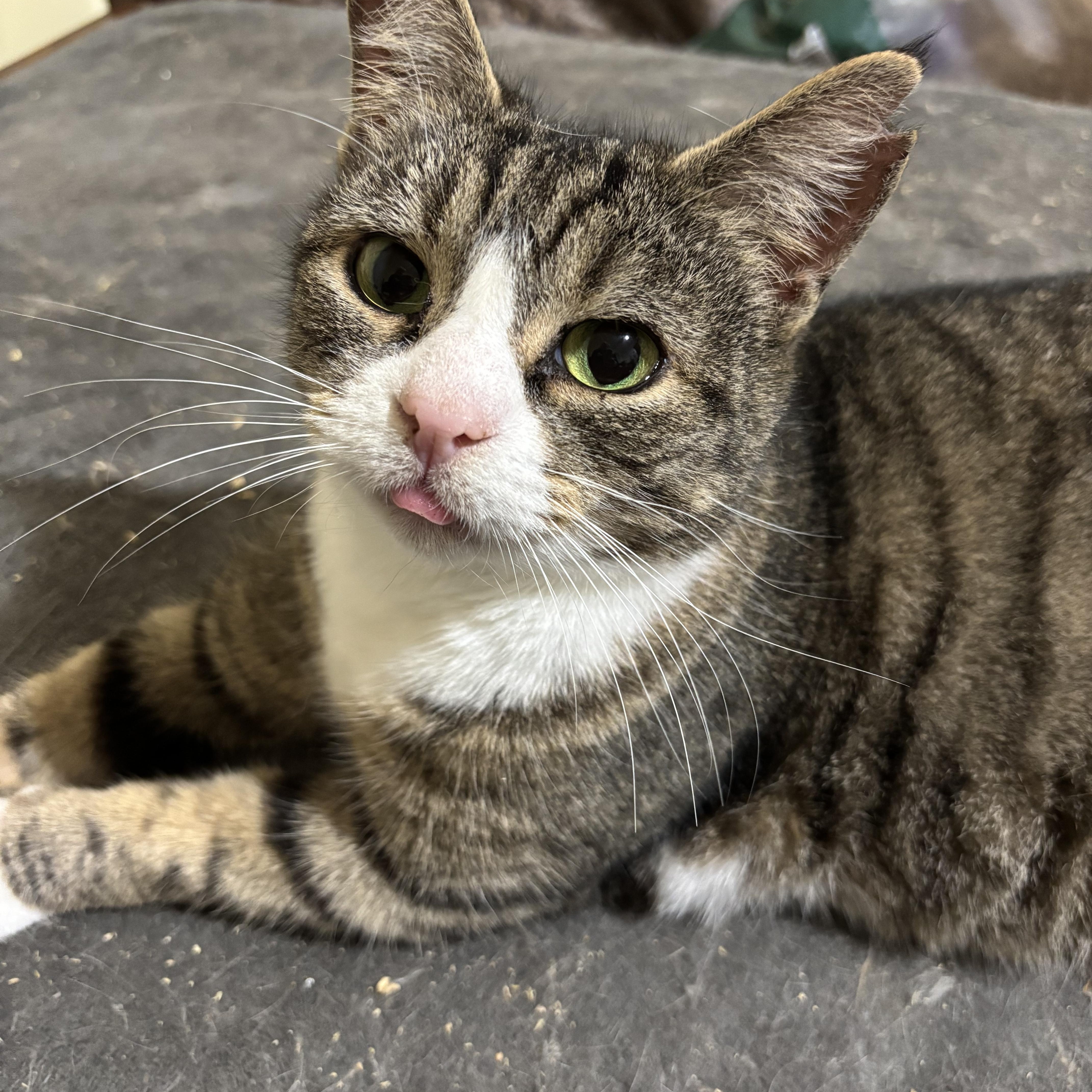 Enlarge Croquet, a ADOPTABLE Domestic Short Hair in Fair Haven, VT image 1/4