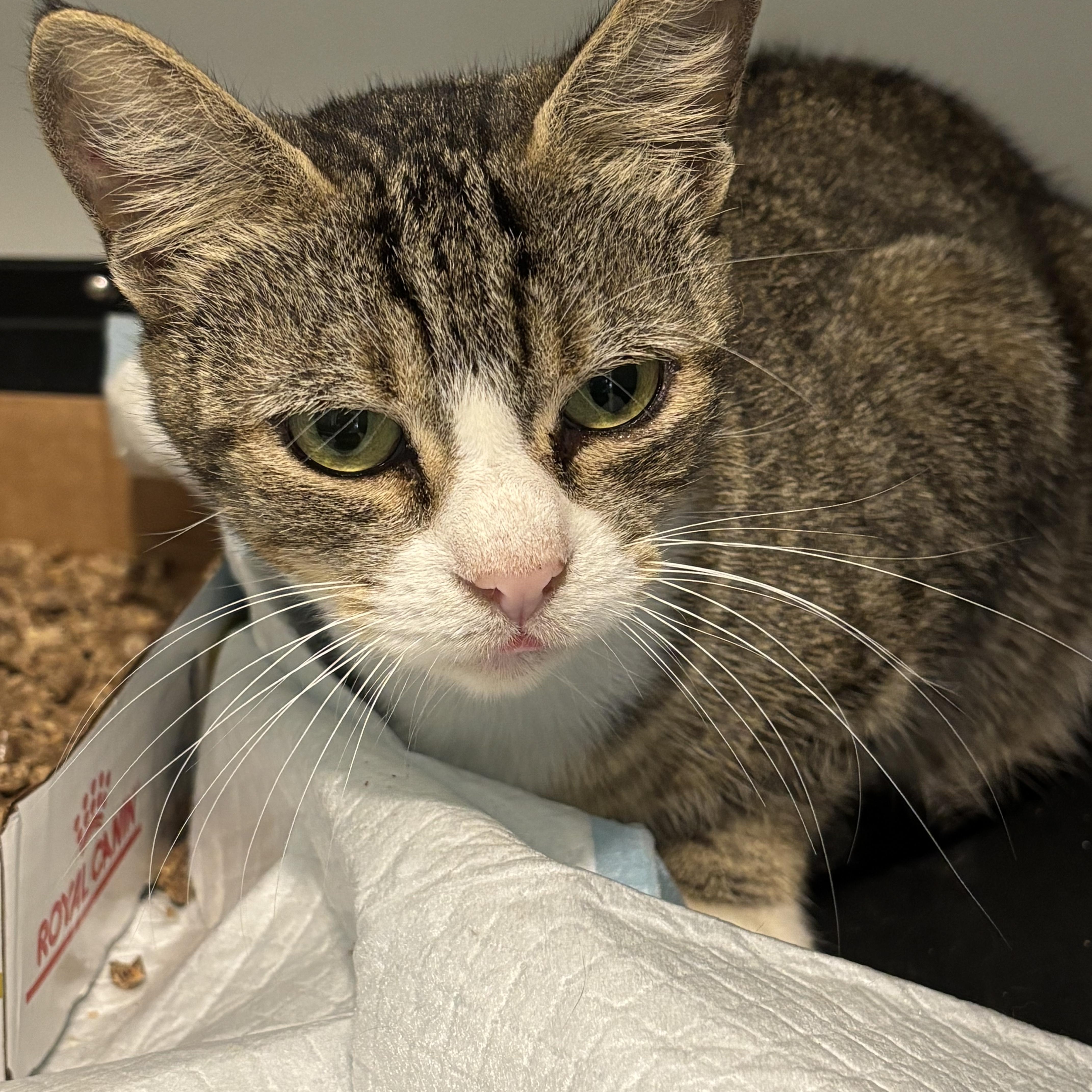 Enlarge Croquet, a ADOPTABLE Domestic Short Hair in Fair Haven, VT image 4/4