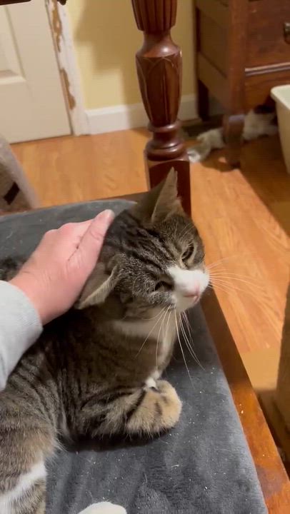 Enlarge Croquet, a ADOPTABLE Domestic Short Hair in Fair Haven, VT video 2/4
