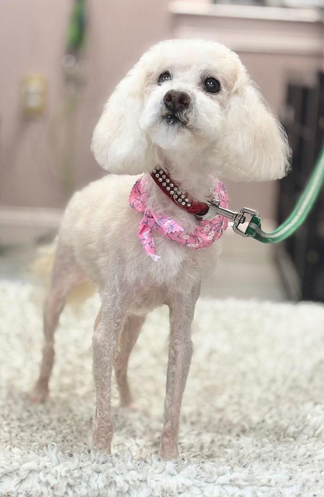 Puff, ADOPTABLE, Senior Female Shih Tzu & Poodle (Toy).