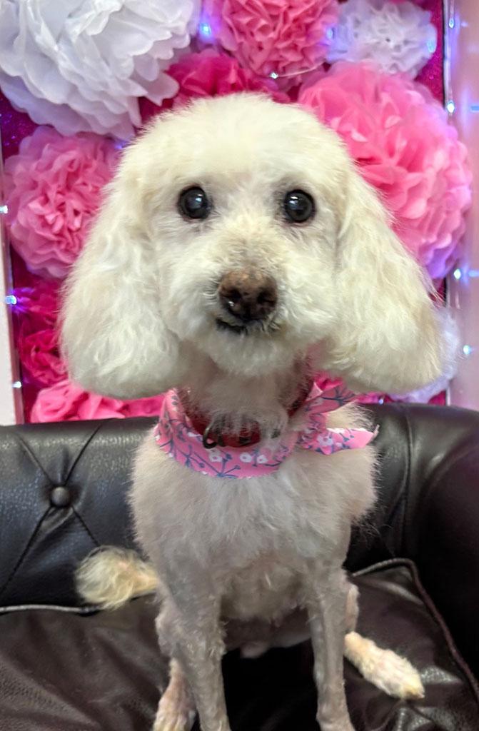 Puff, a ADOPTABLE mixed breed in Bowie, MD image 2/2