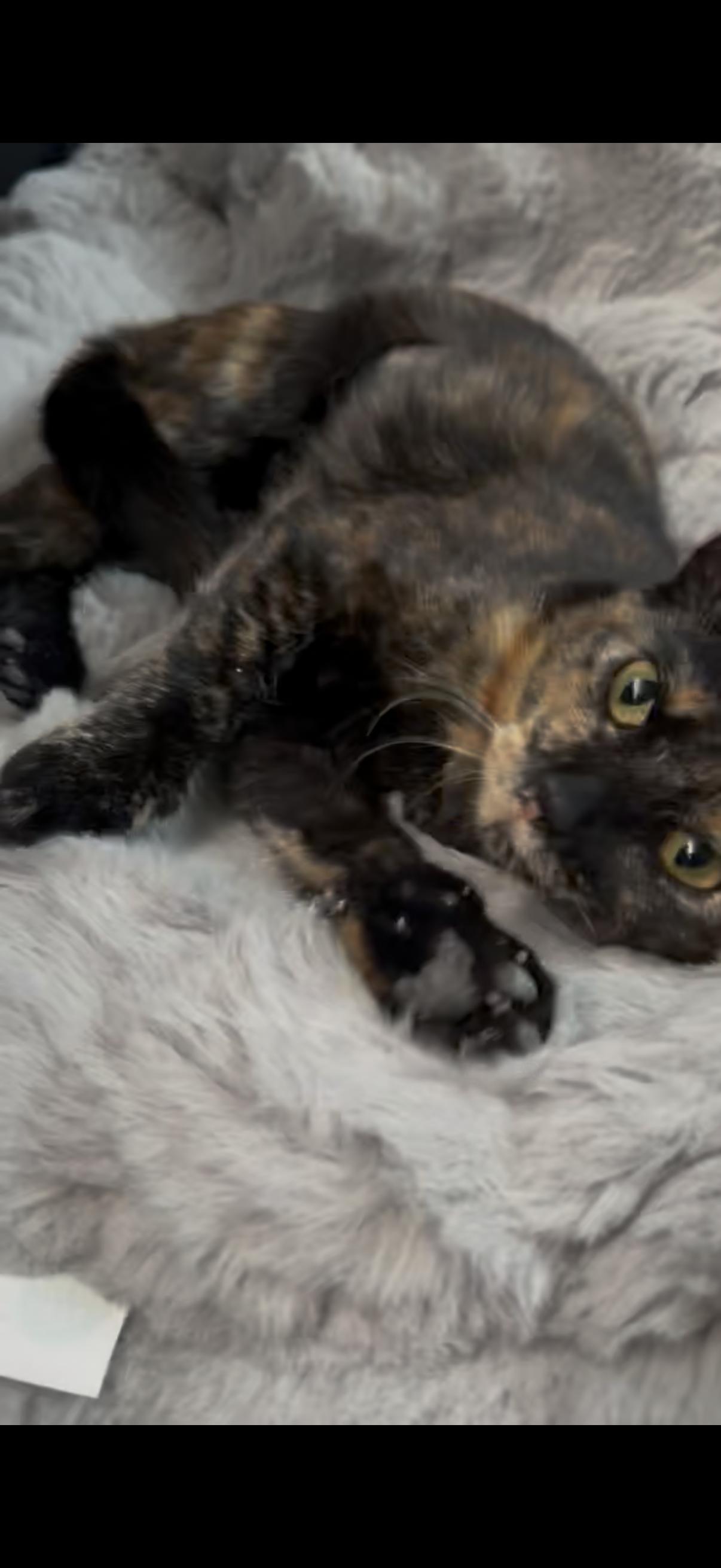 Enlarge Bubbles, a Adoptable American Shorthair in Charlotte, NC image 2/2