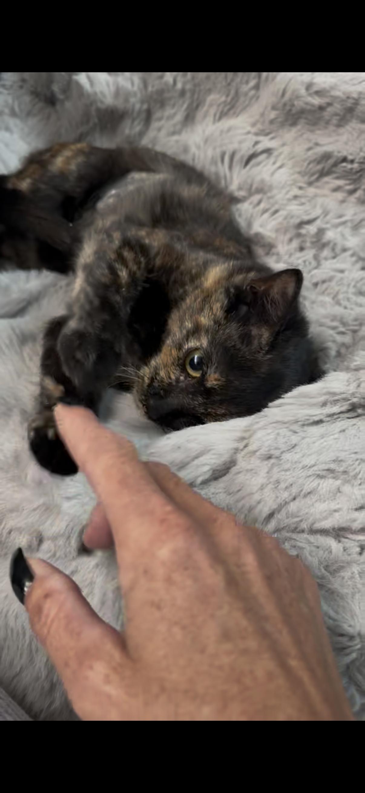 Enlarge Bubbles, a Adoptable American Shorthair in Charlotte, NC image 1/2