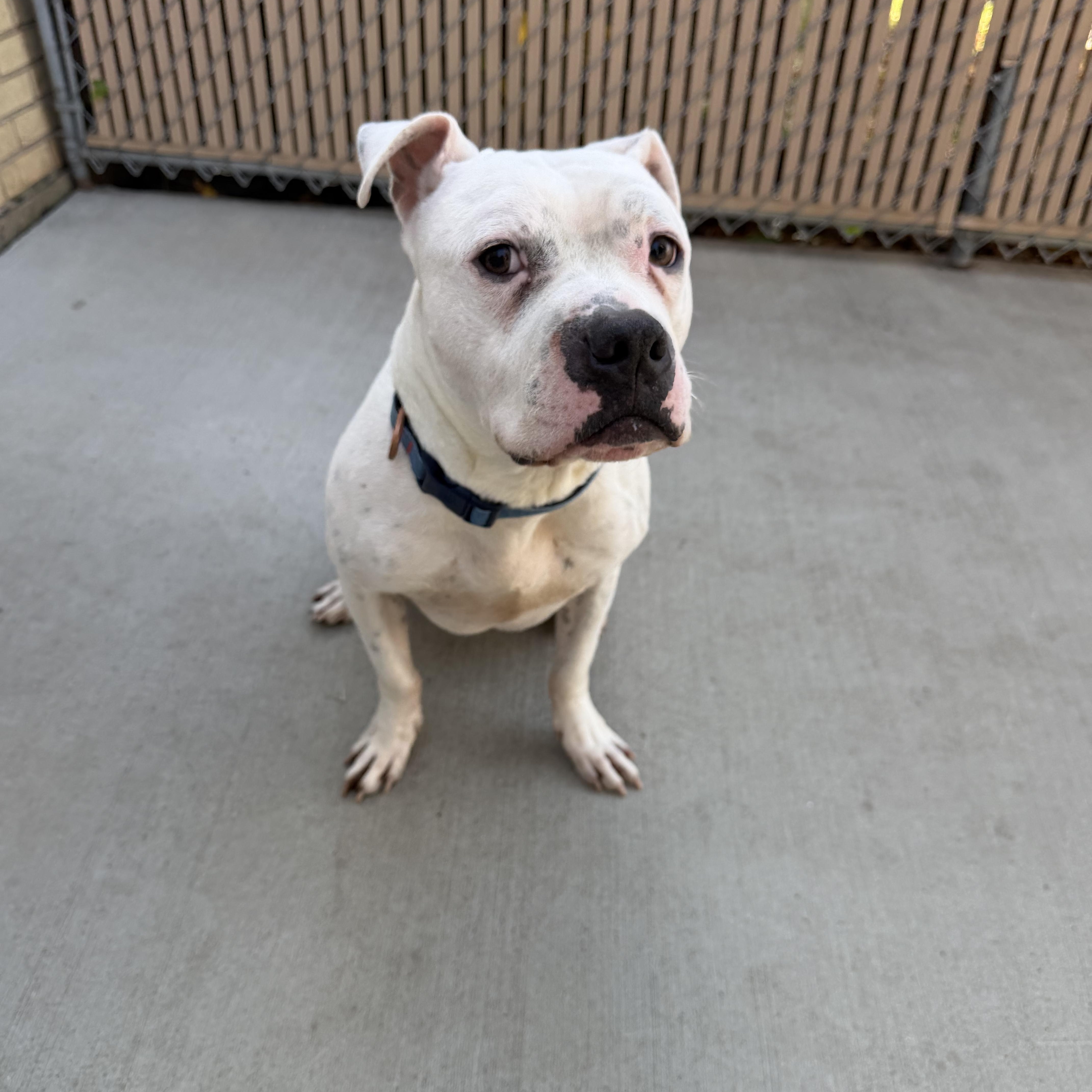 Oliver, Adoptable, Adult Male Terrier.
