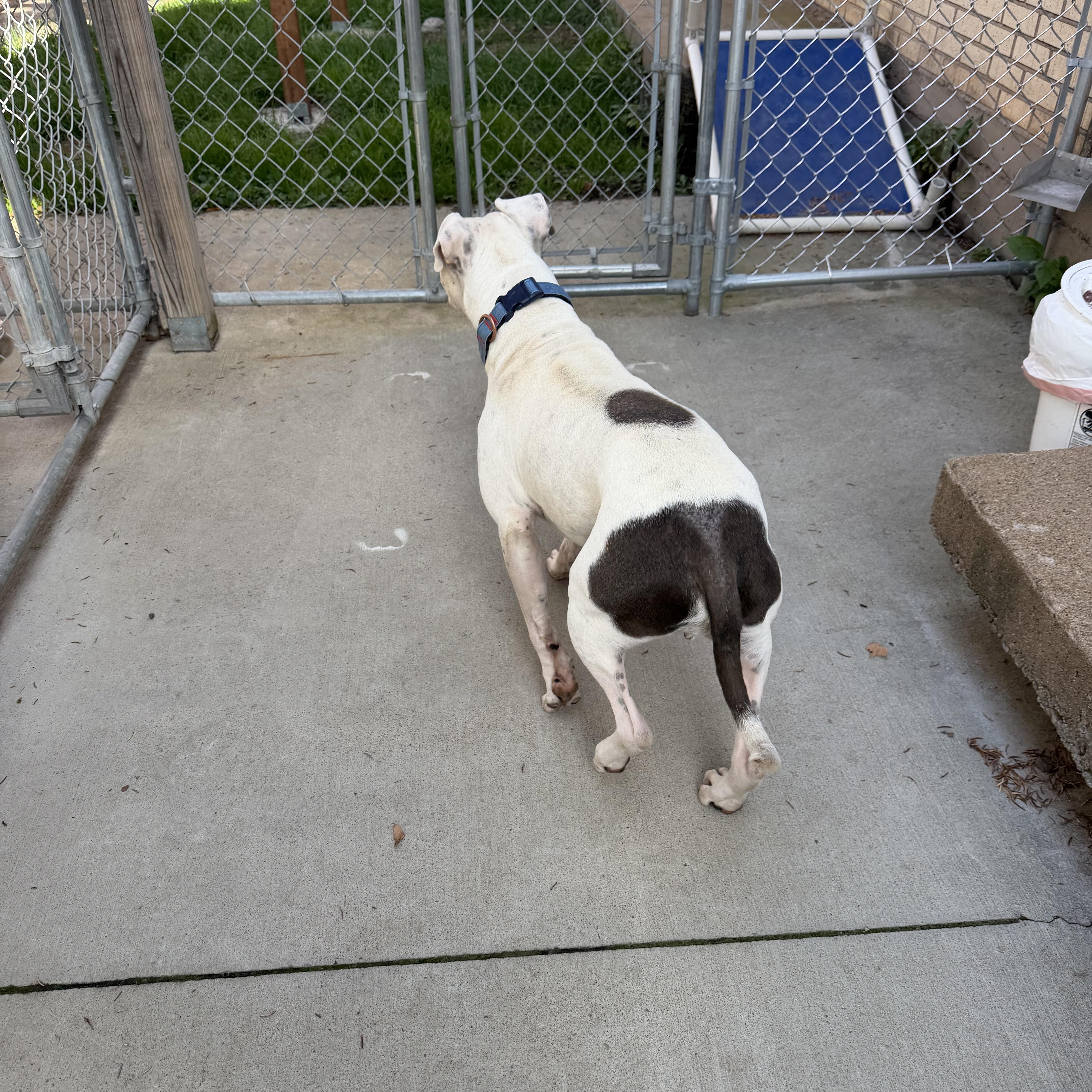 Enlarge Oliver, a Adoptable mixed breed in Chisholm, MN image 3/5