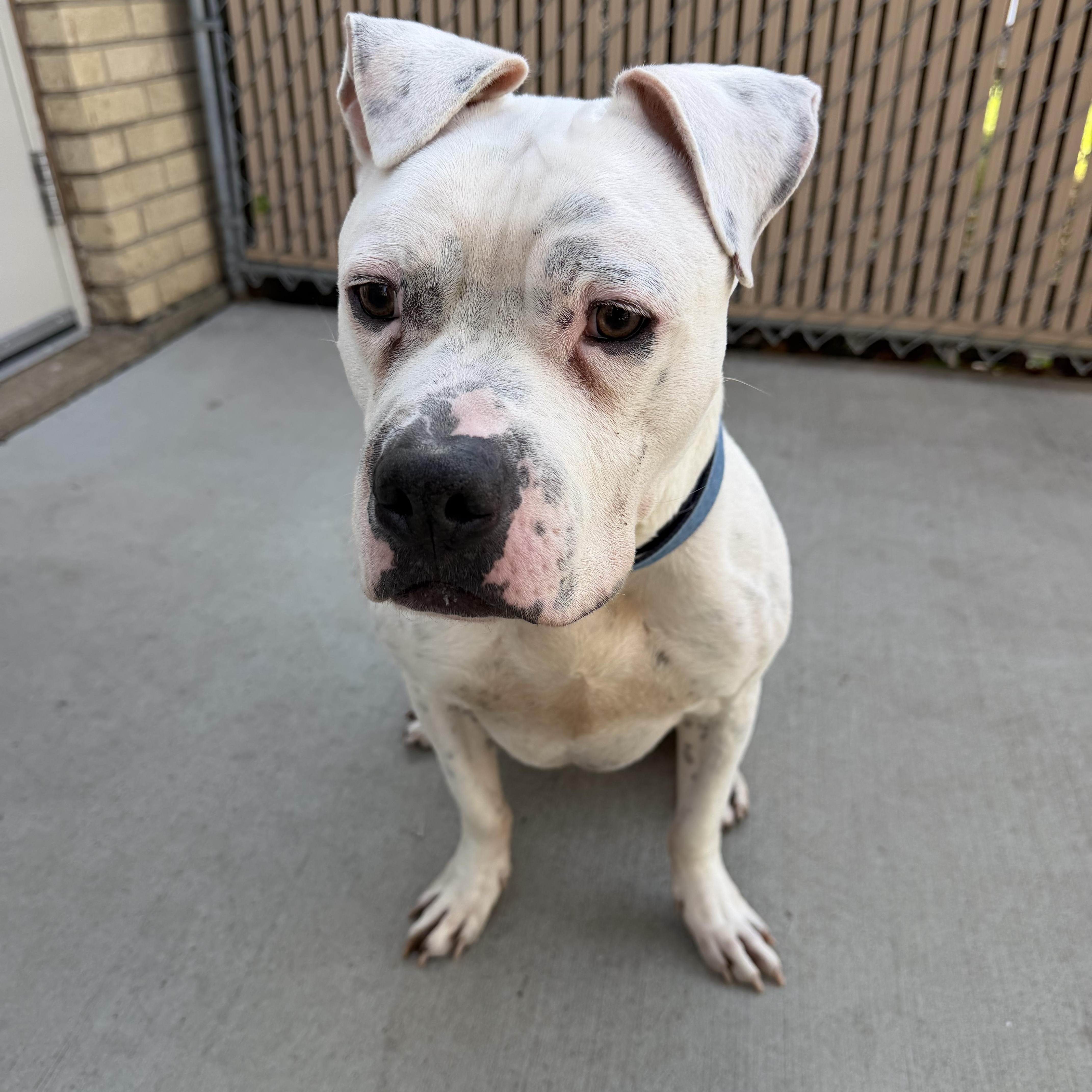 Enlarge Oliver, a Adoptable mixed breed in Chisholm, MN image 4/5