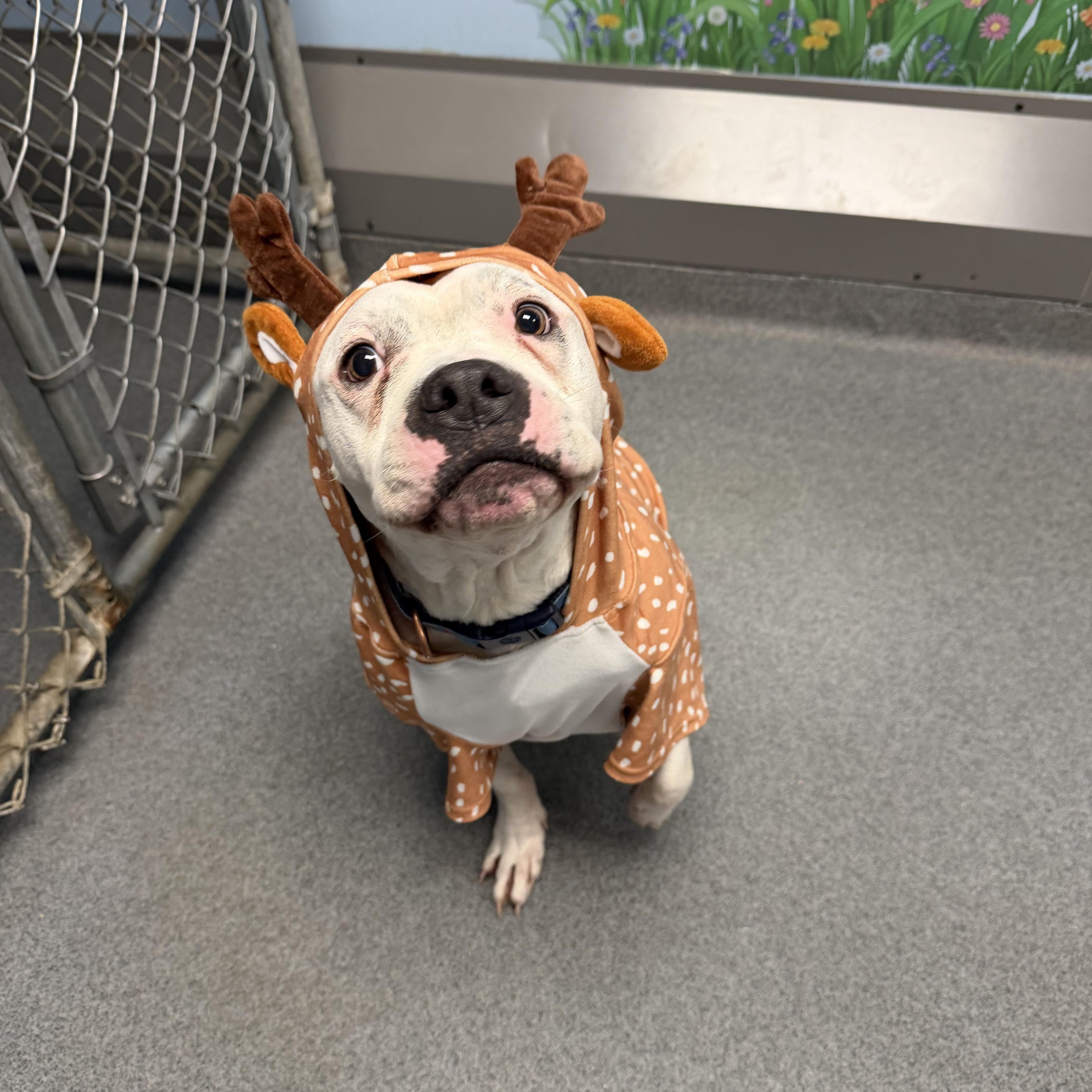 Enlarge Oliver, a Adoptable mixed breed in Chisholm, MN image 2/5