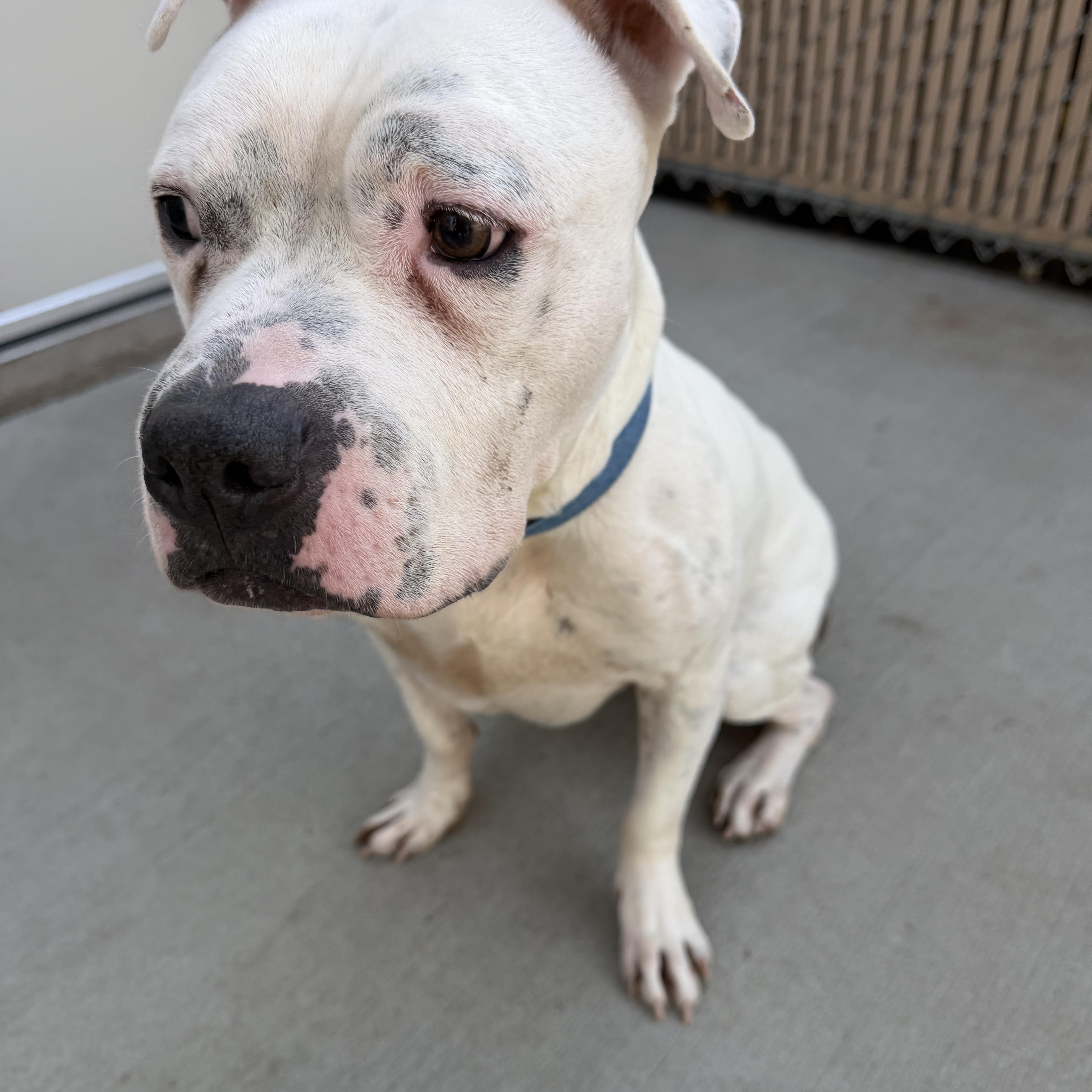 Enlarge Oliver, a Adoptable mixed breed in Chisholm, MN image 5/5