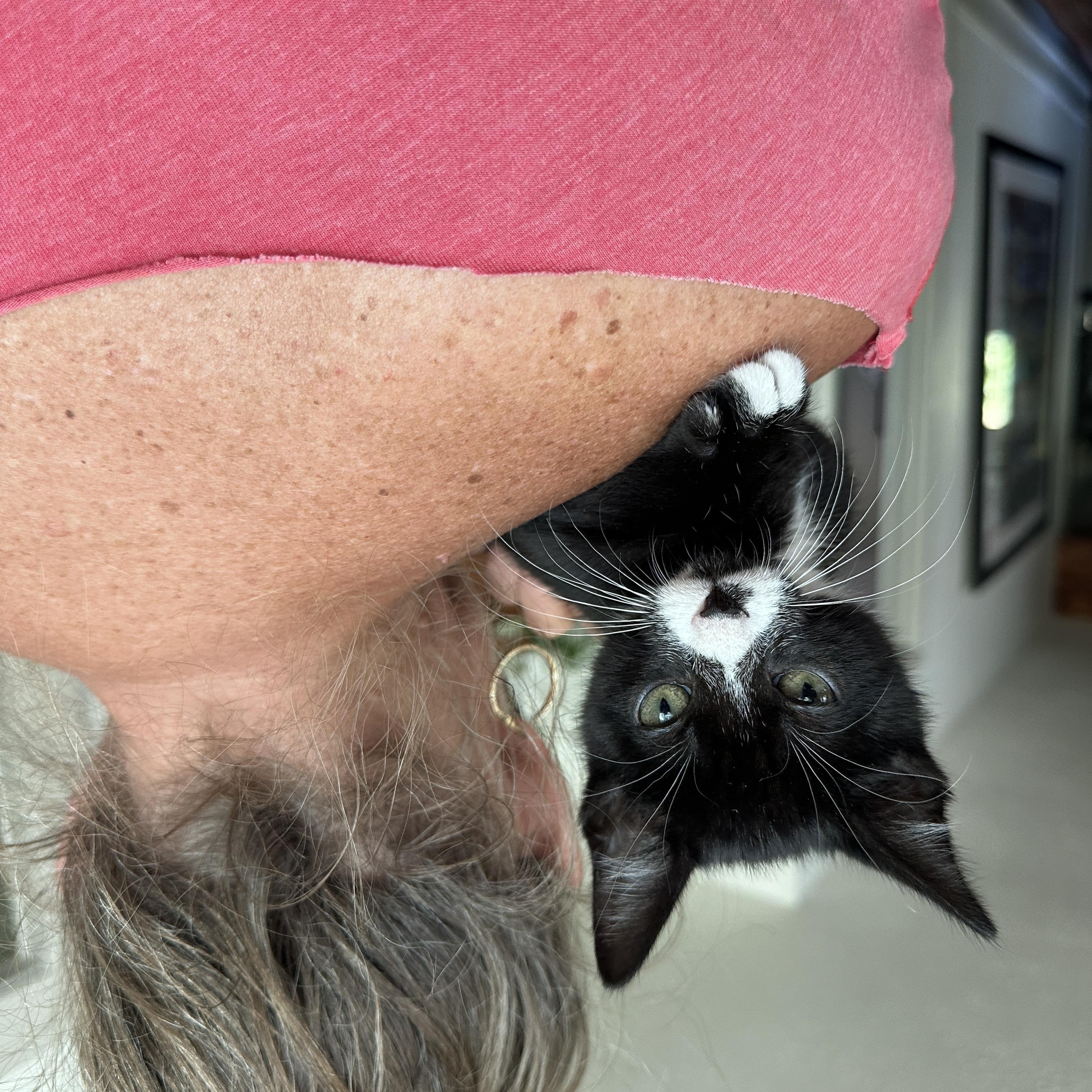 Nutmeg, a ADOPTABLE Domestic Short Hair in Portland, OR image 2/4