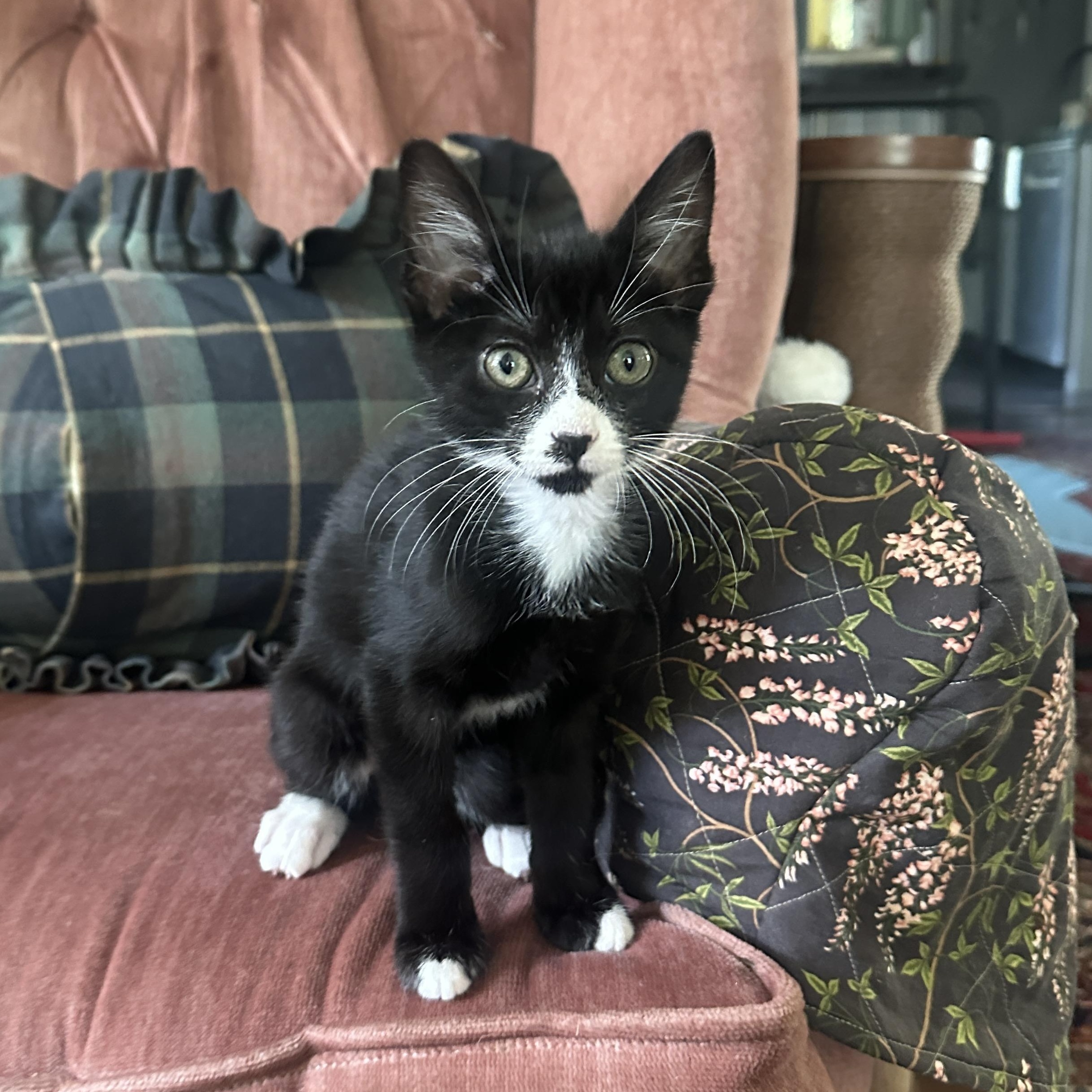 Nutmeg, a ADOPTABLE Domestic Short Hair in Portland, OR image 3/4