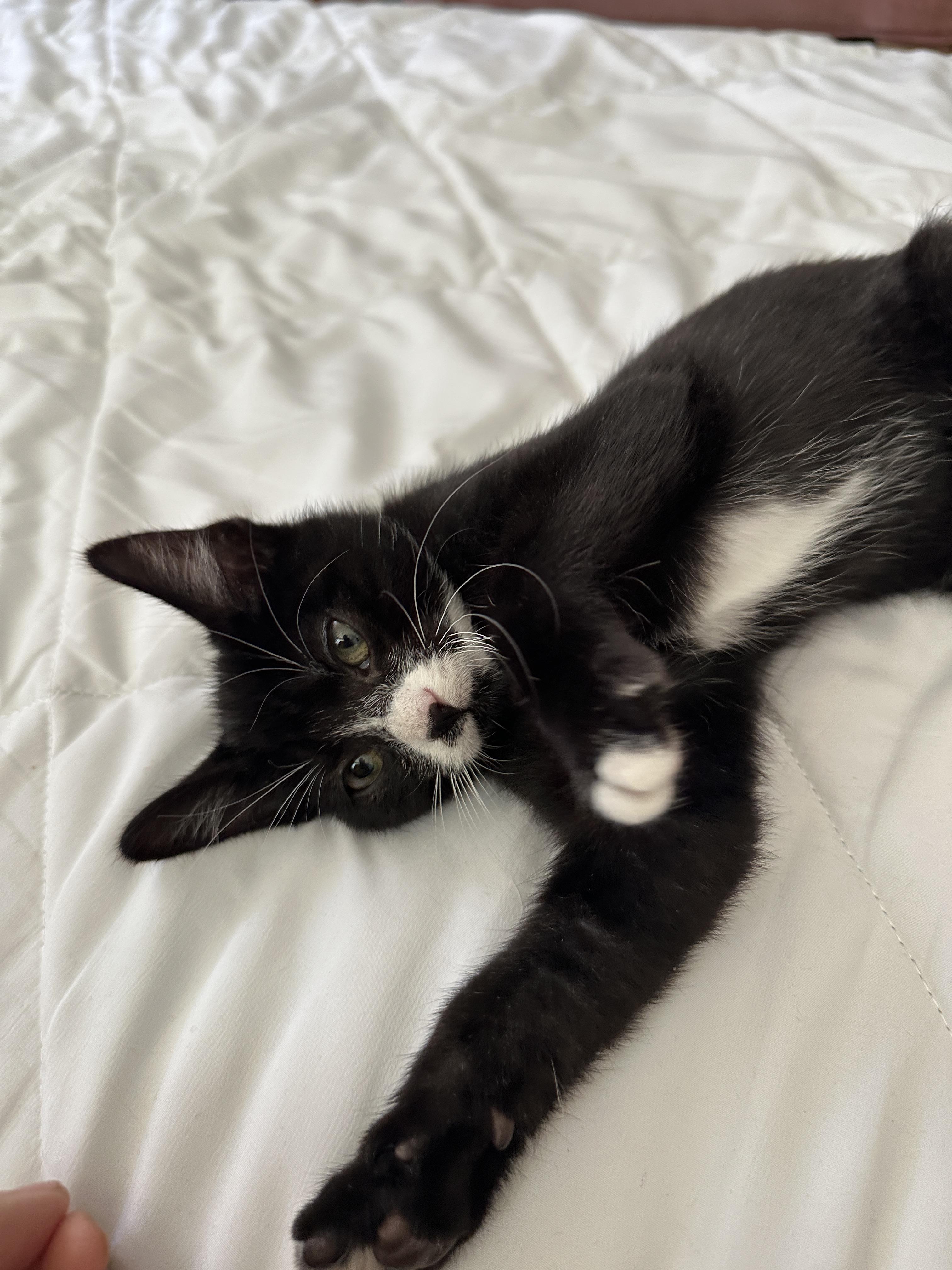 Nutmeg, a ADOPTABLE Domestic Short Hair in Portland, OR image 4/4