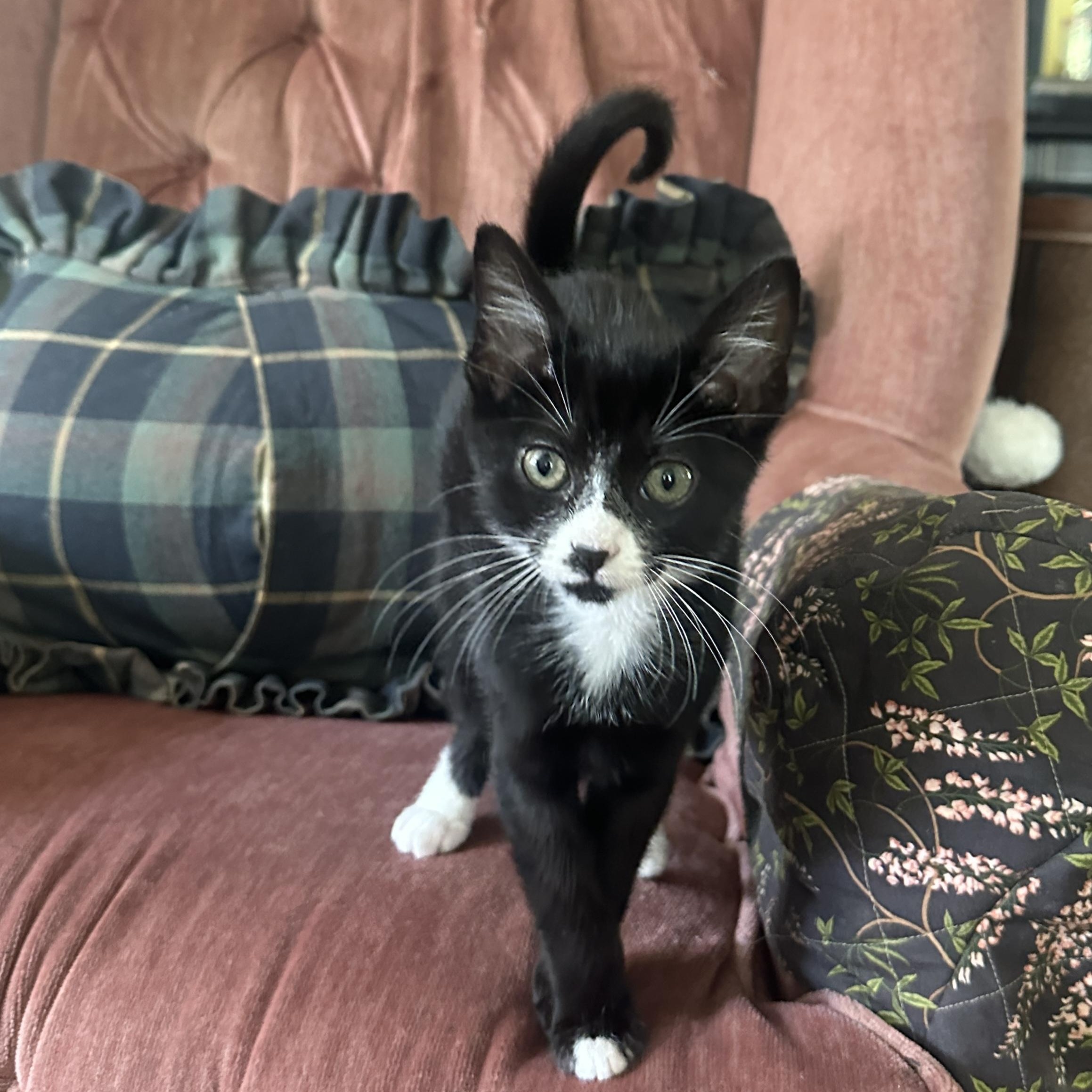 Nutmeg, ADOPTABLE, Kitten Male Domestic Short Hair.