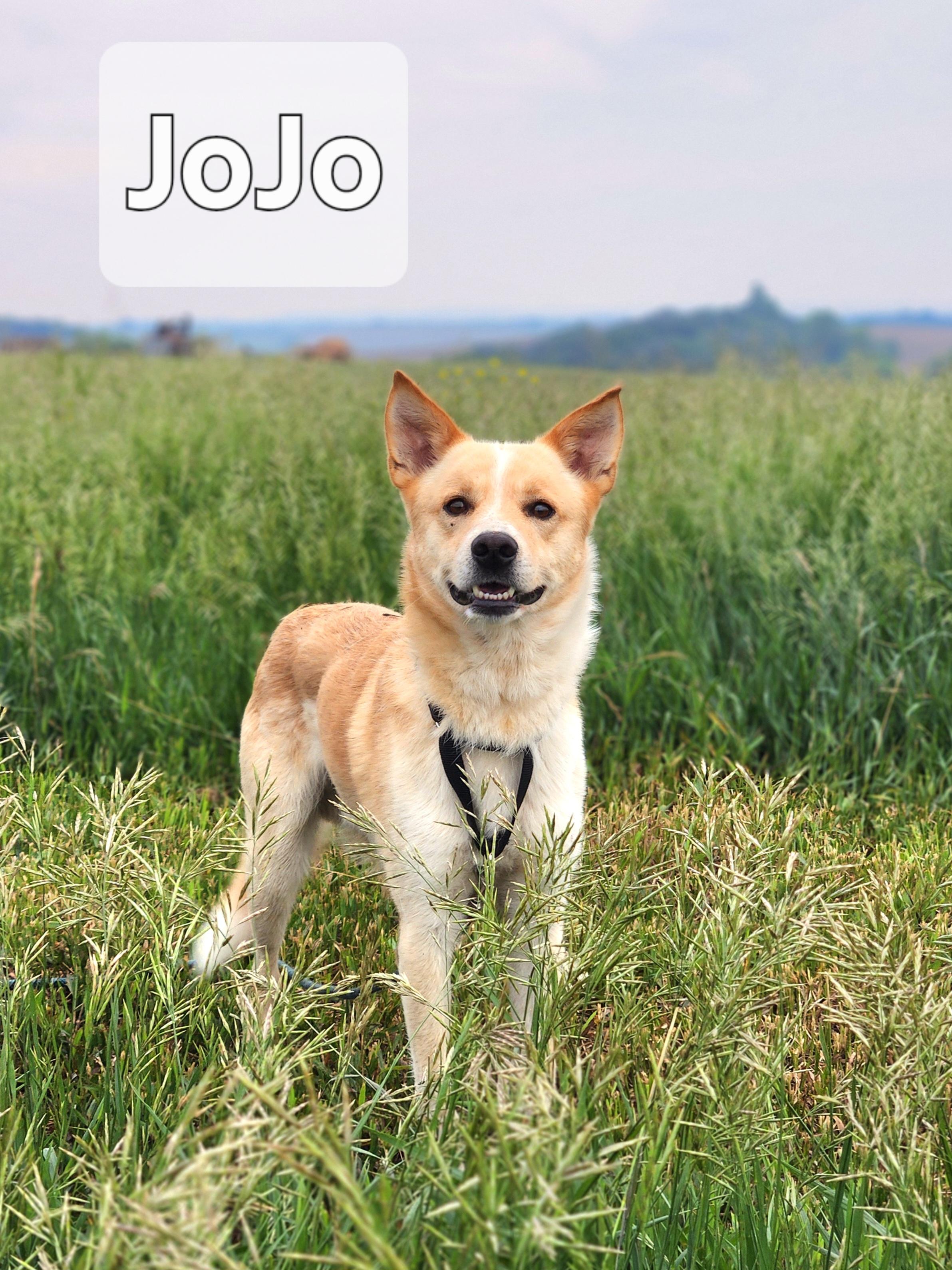 Jojo, Adult Male unknown
