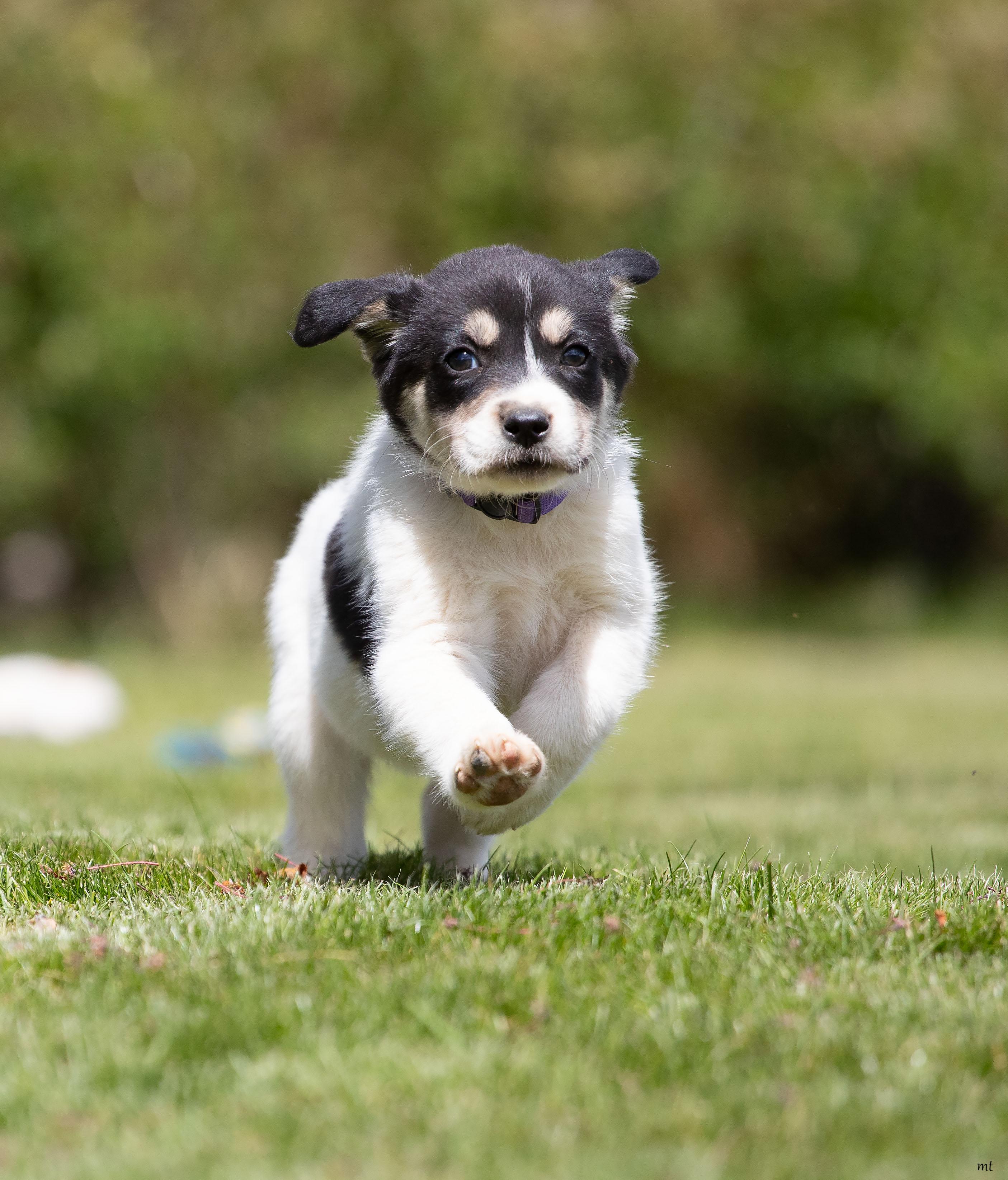 Enlarge Cranberry, an adopted mixed breed in Washoe Valley, NV image 1/4