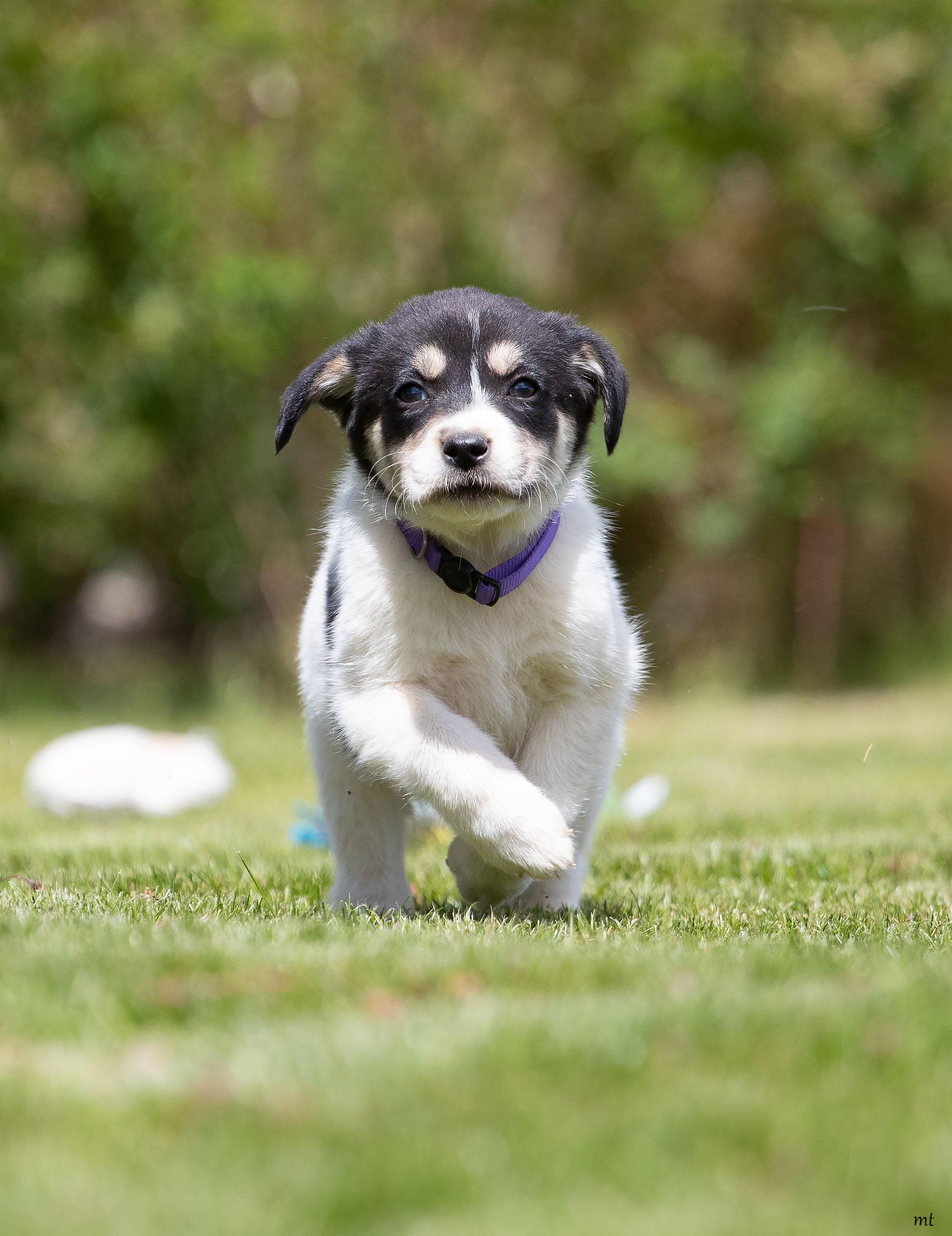 Enlarge Cranberry, an adopted mixed breed in Washoe Valley, NV image 2/4