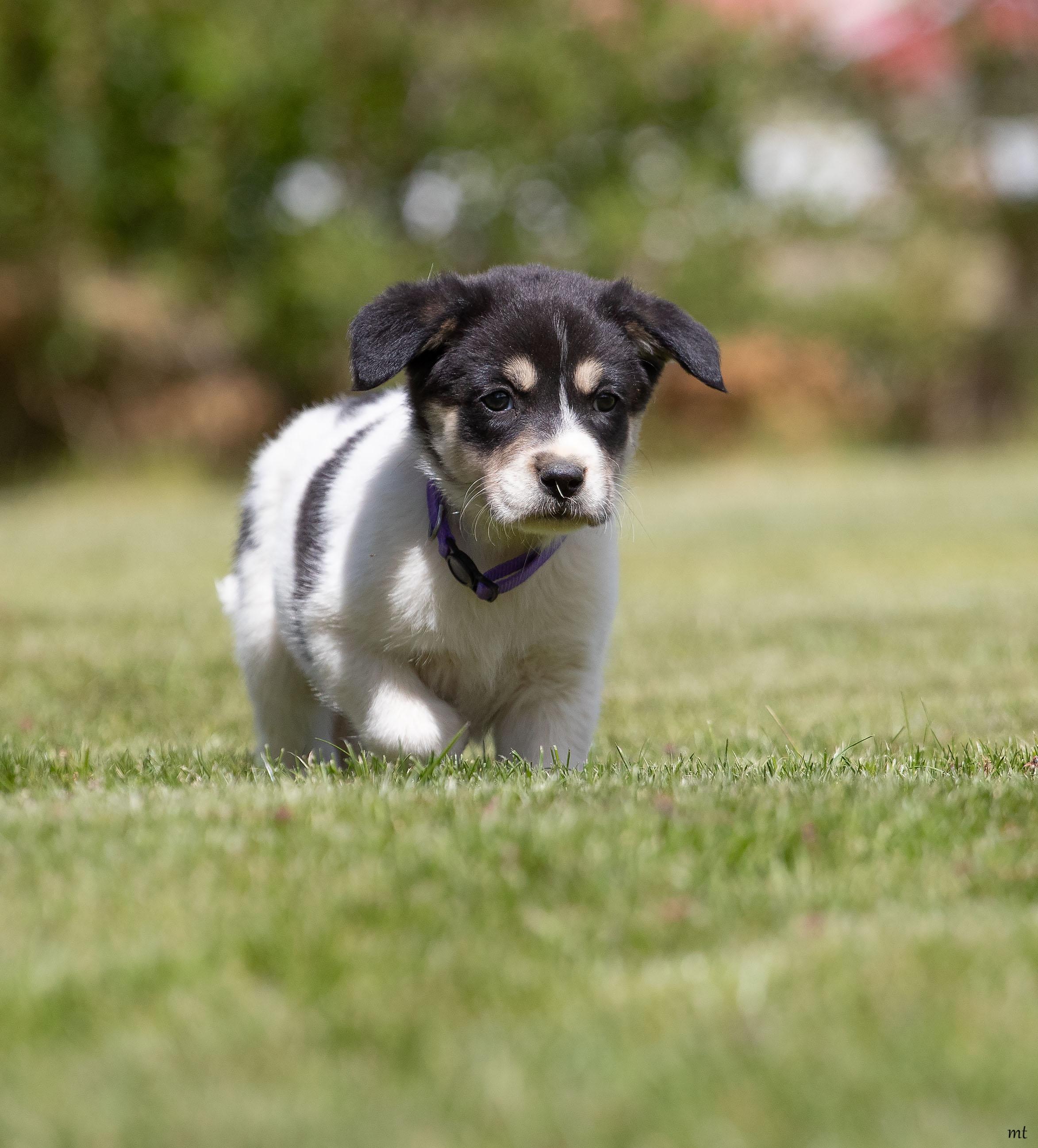 Enlarge Cranberry, an adopted mixed breed in Washoe Valley, NV image 4/4
