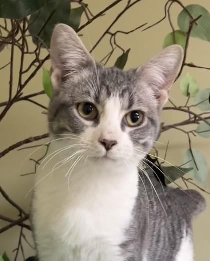 Charlie, Adoptable, Young Male Domestic Short Hair & Domestic Short Hair.