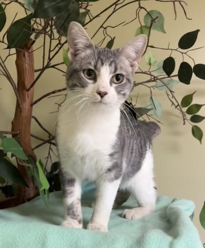 Charlie, a Adoptable mixed breed in Hastings, NE image 3/3