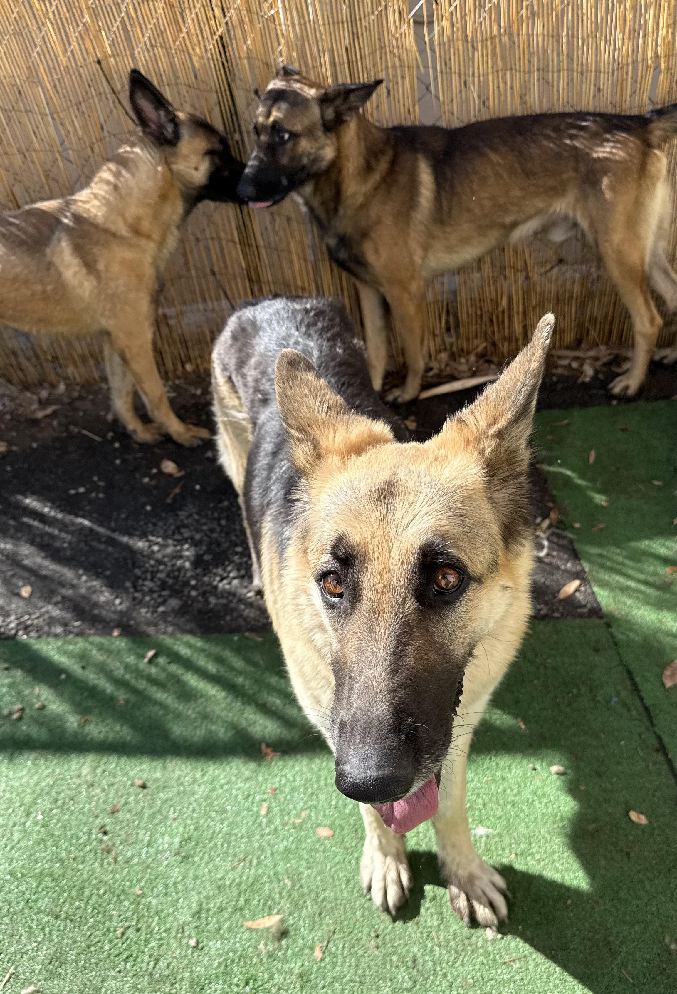 Enlarge MAYA, an adoptable German Shepherd Dog in Portland , OR image 5/5