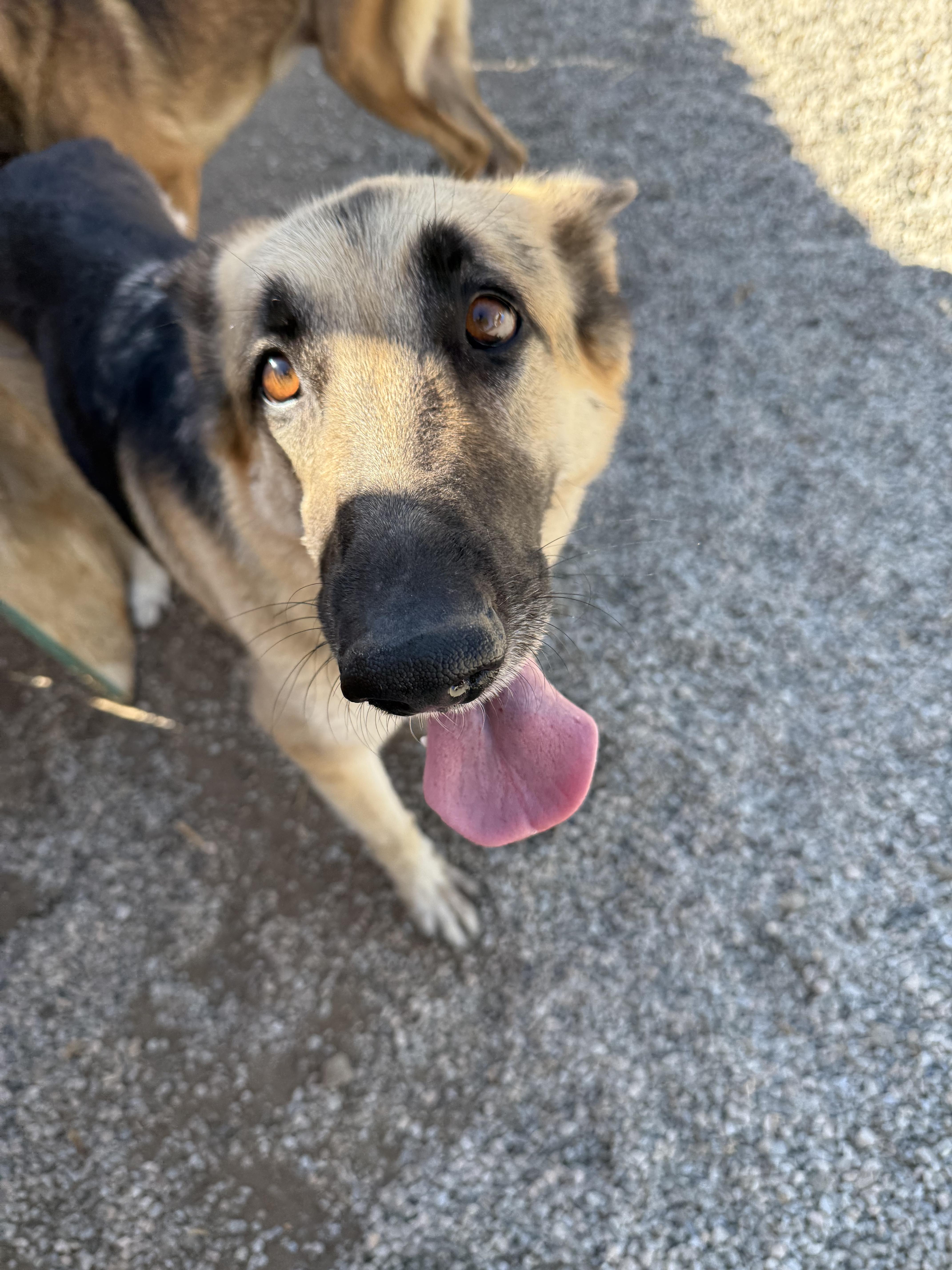 Enlarge MAYA, an adoptable German Shepherd Dog in Portland , OR image 2/5