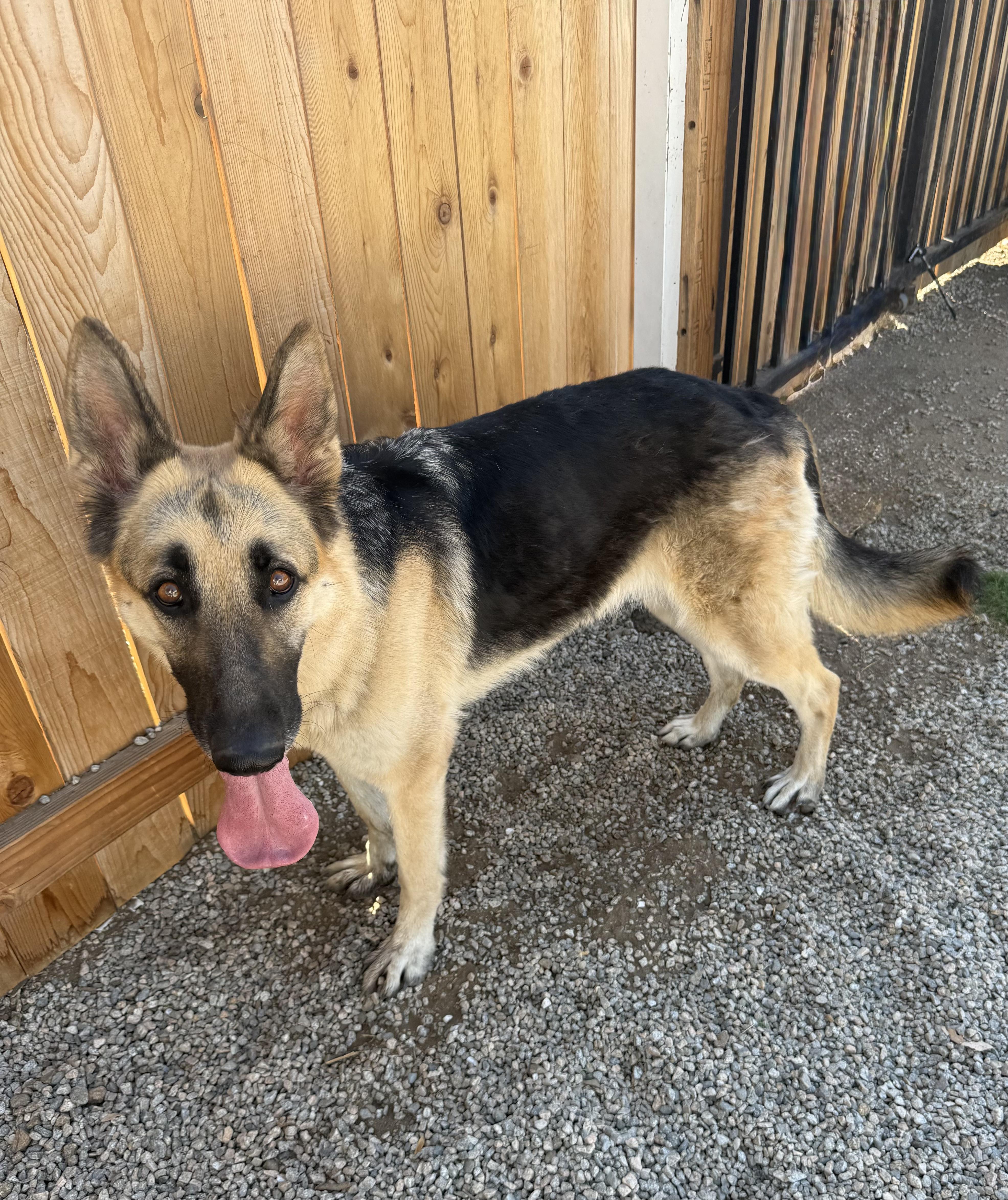 Enlarge MAYA, an adoptable German Shepherd Dog in Portland , OR image 3/5