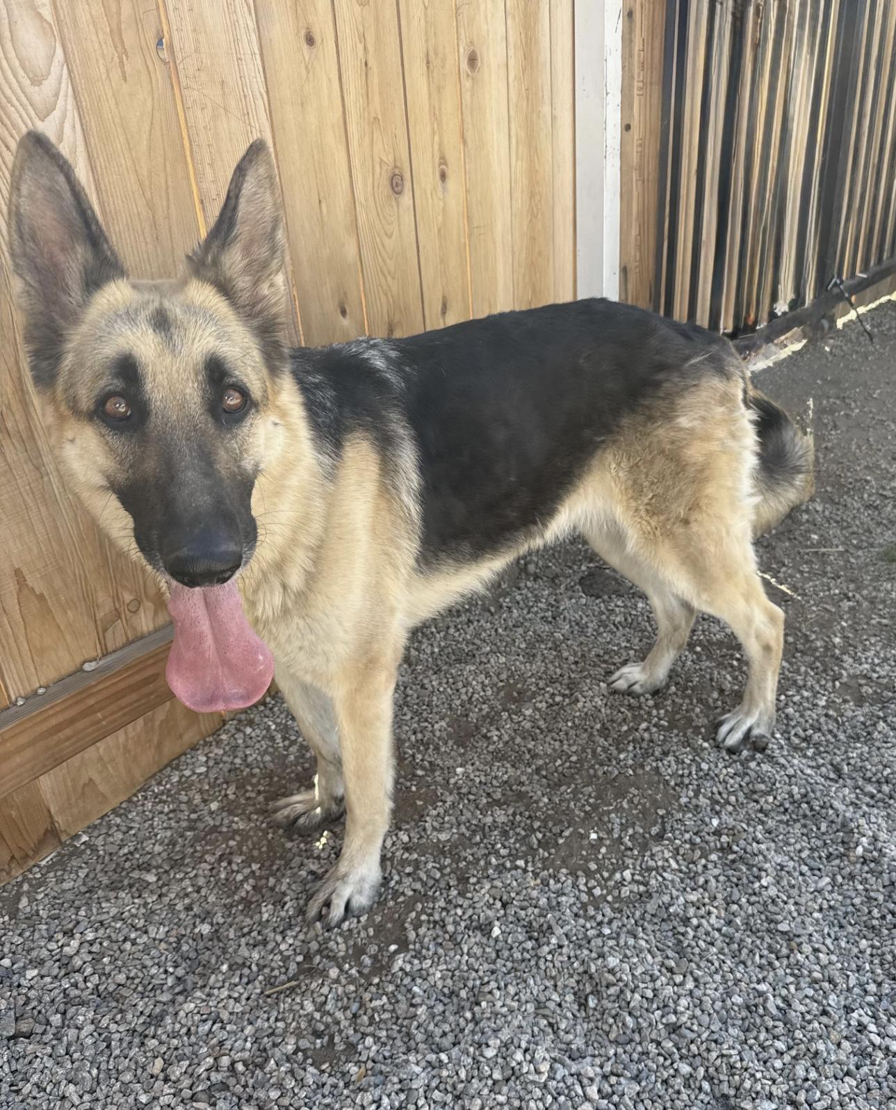 MAYA, adoptable, Adult Female German Shepherd Dog.