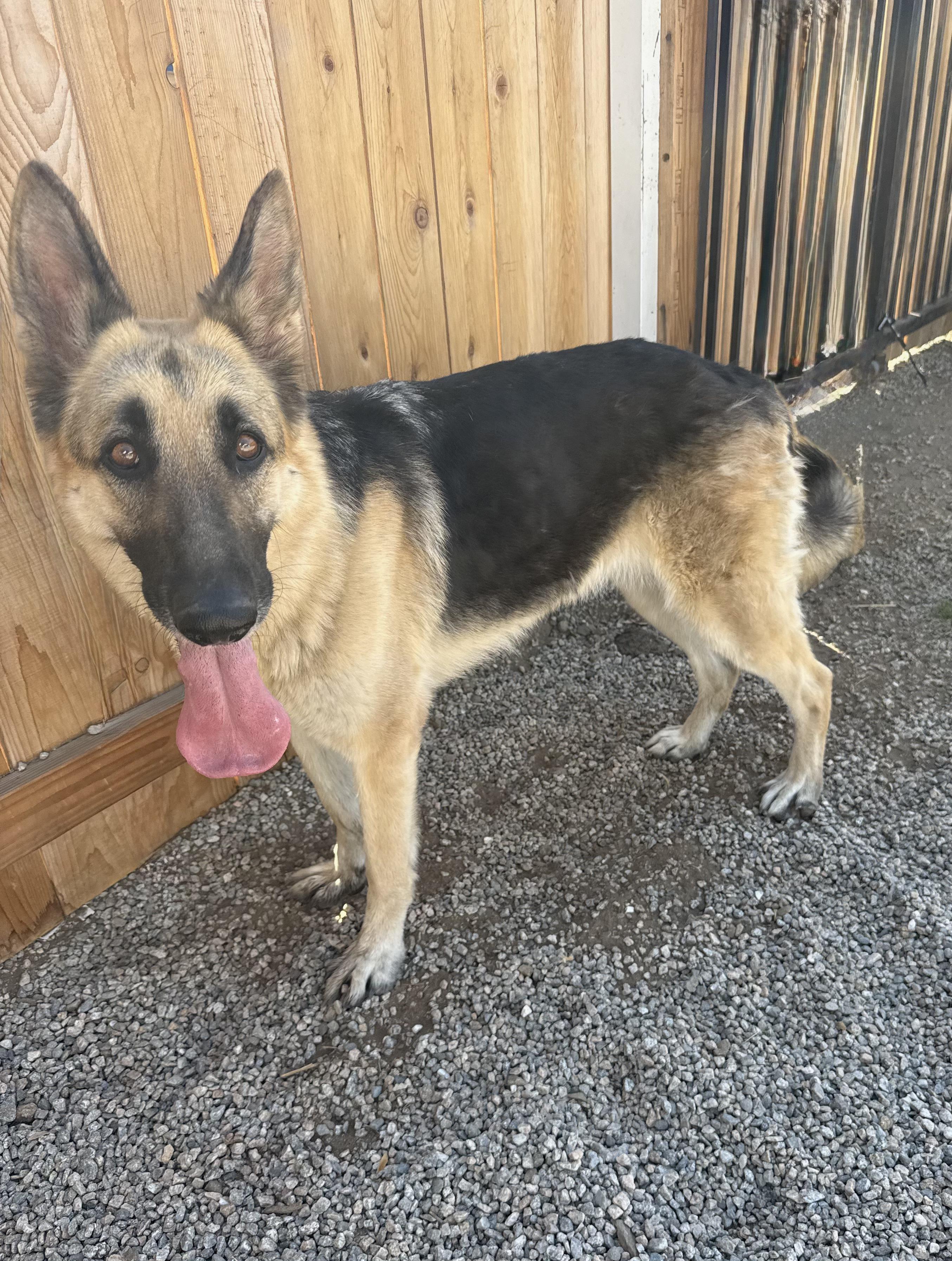 Enlarge MAYA, an adoptable German Shepherd Dog in Portland , OR image 4/5