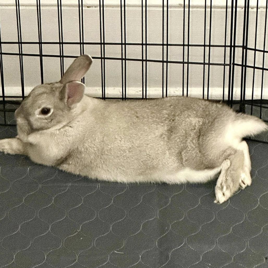 Enlarge Phoenix, a Adoptable Bunny Rabbit in Asheville, NC image 2/6