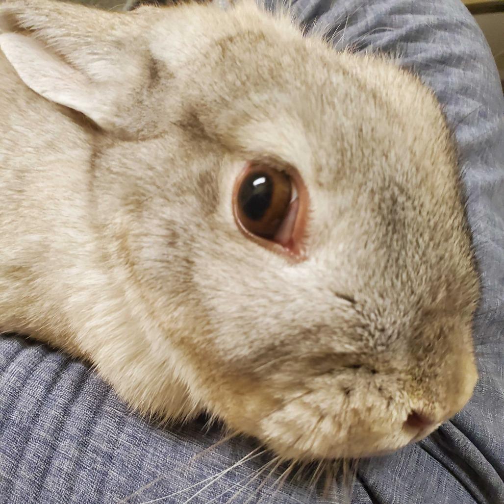 Enlarge Phoenix, a Adoptable Bunny Rabbit in Asheville, NC image 3/6