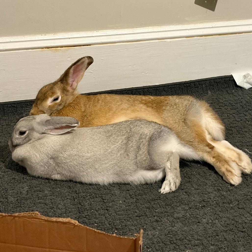 Enlarge Phoenix, a Adoptable Bunny Rabbit in Asheville, NC image 5/6