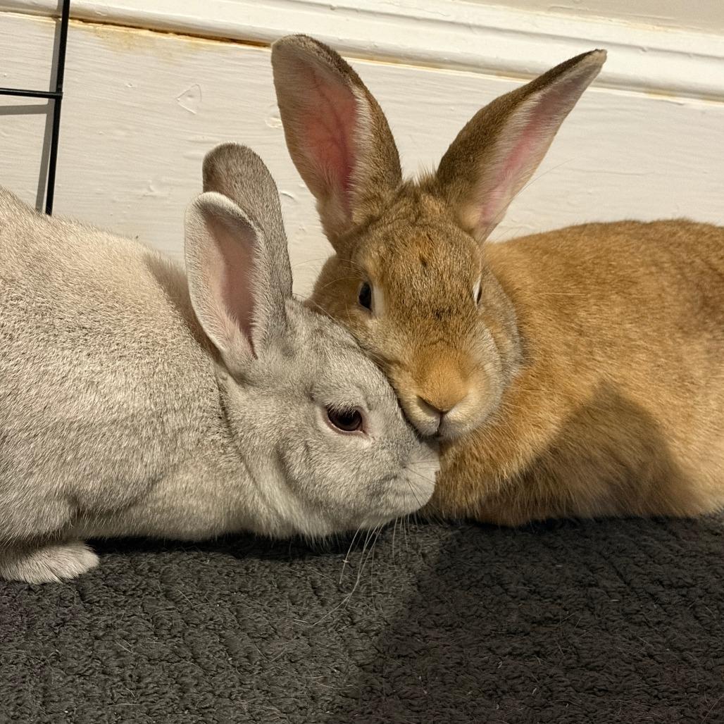 Enlarge Phoenix, a Adoptable Bunny Rabbit in Asheville, NC image 6/6