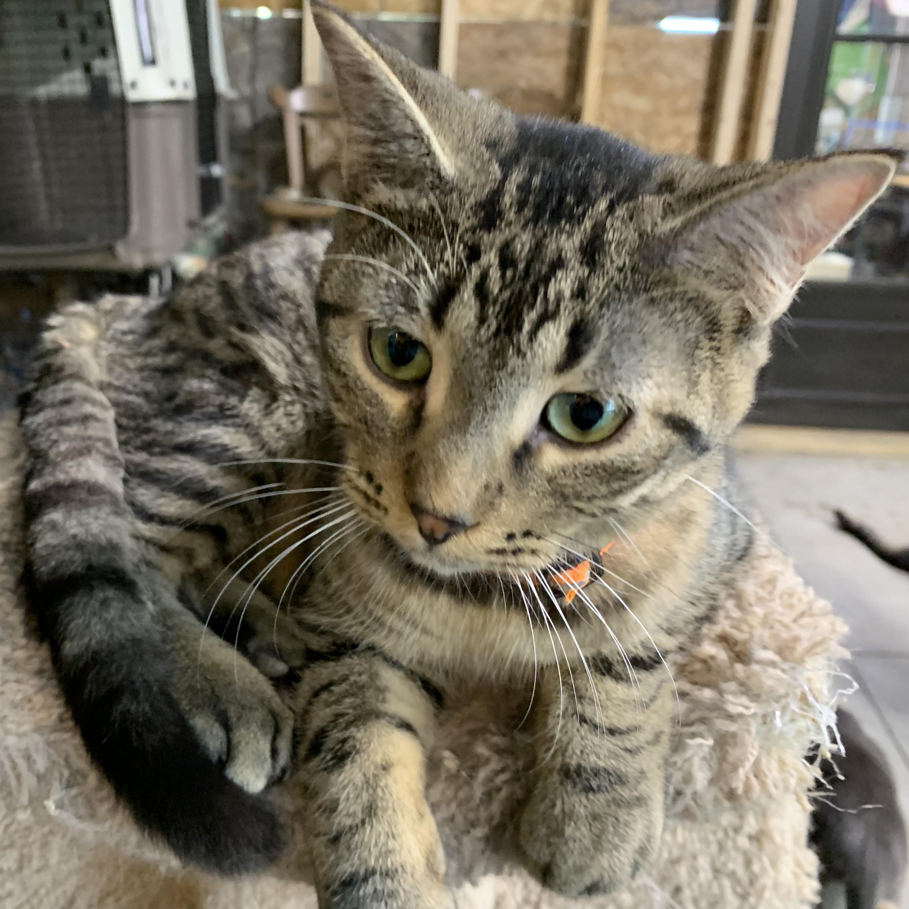 Enlarge Luca, a Adoptable Domestic Short Hair in Stockholm, WI image 2/5