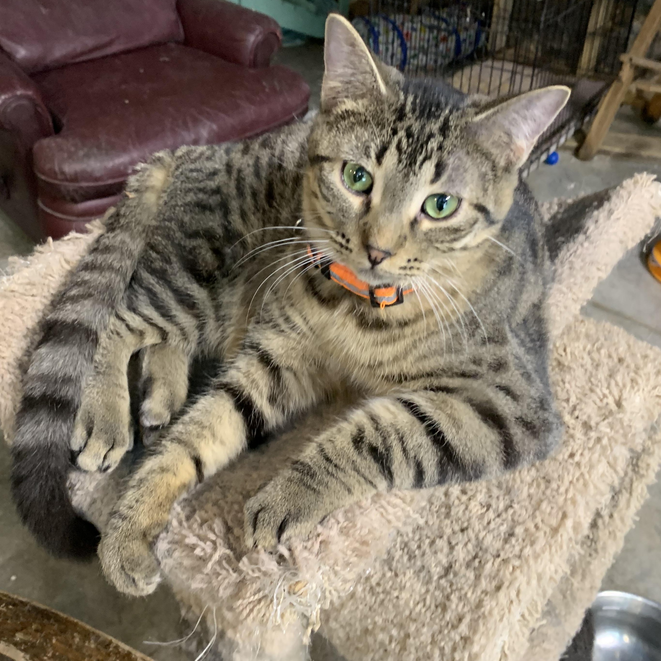 Luca, Adoptable, Young Male Domestic Short Hair.