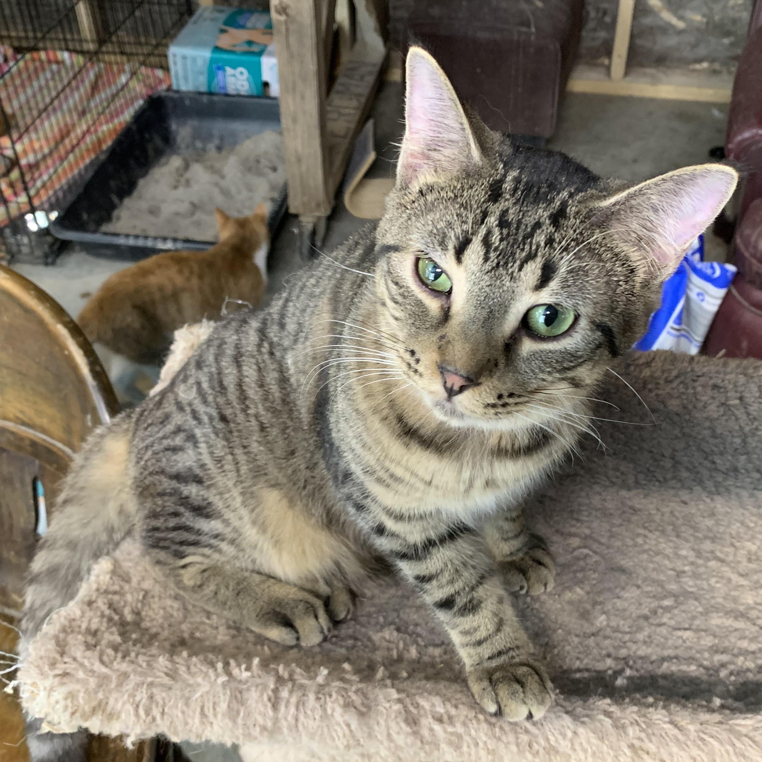 Enlarge Luca, a Adoptable Domestic Short Hair in Stockholm, WI image 3/5