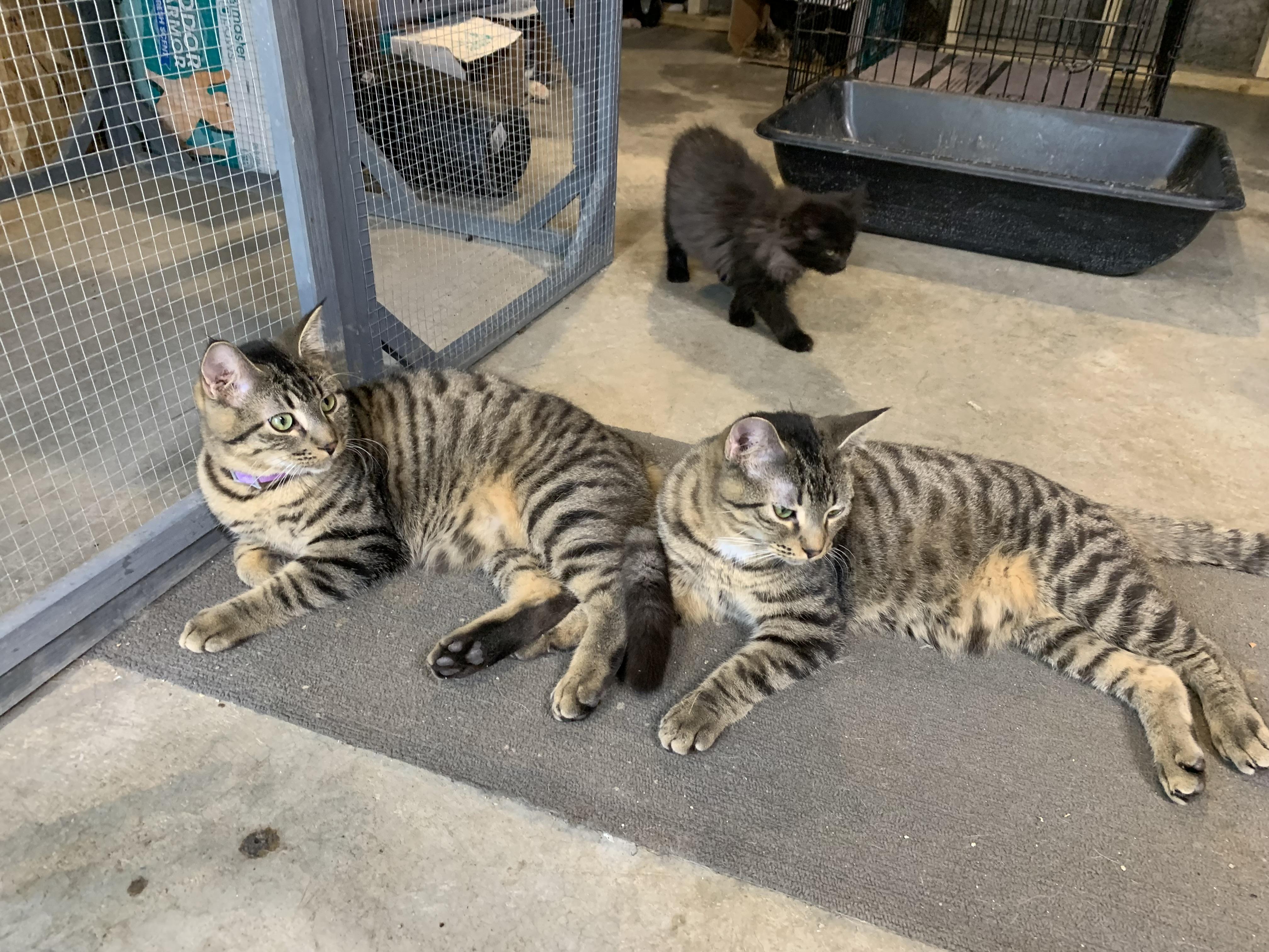 Enlarge Luca, a Adoptable Domestic Short Hair in Stockholm, WI image 4/5