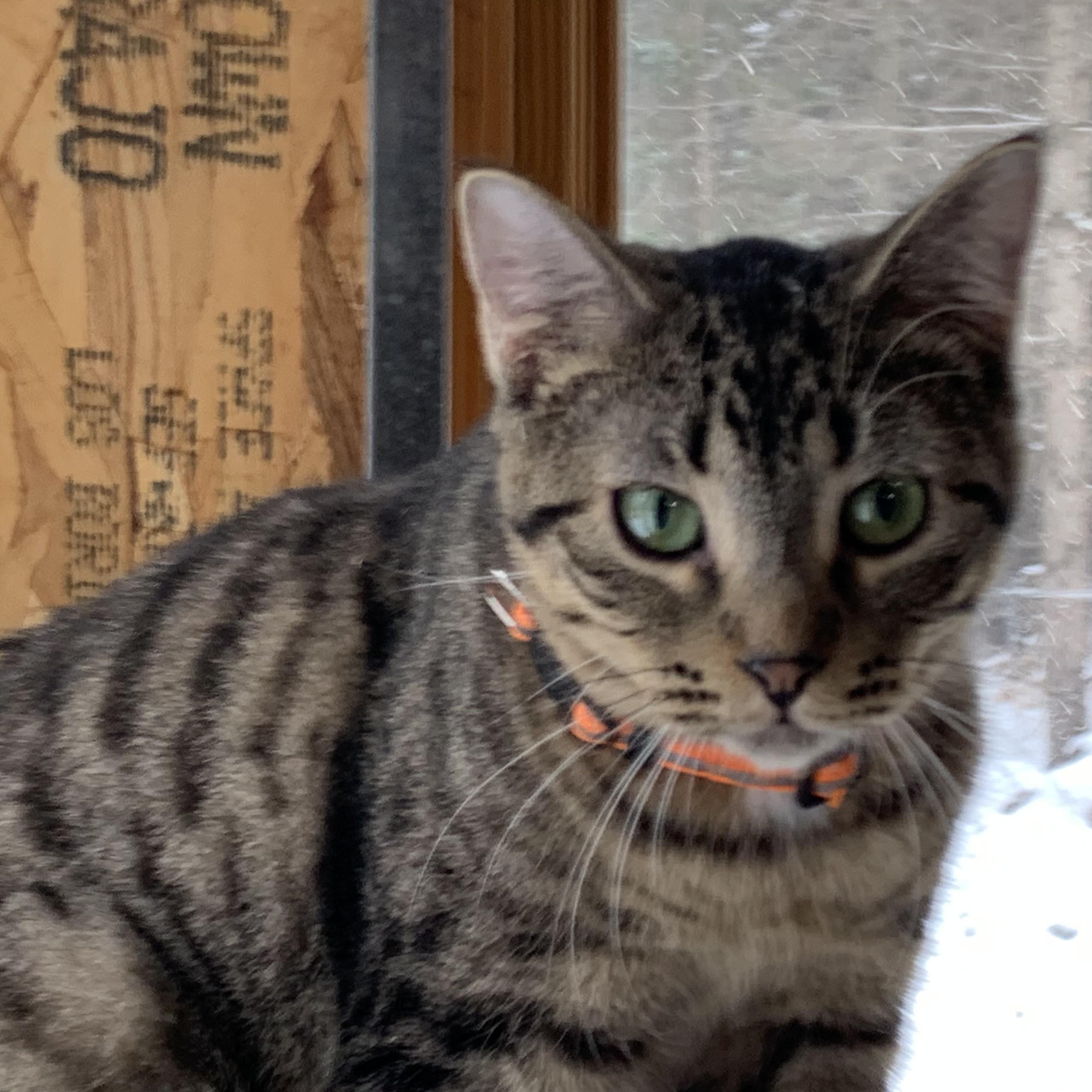 Enlarge Luca, a Adoptable Domestic Short Hair in Stockholm, WI image 5/5