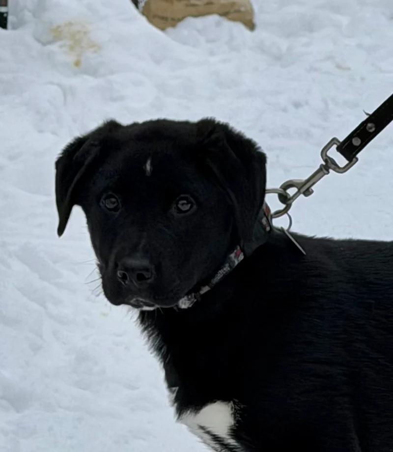 Enlarge Roco, an adopted mixed breed in Pointe-Fortune, QC image 3/3