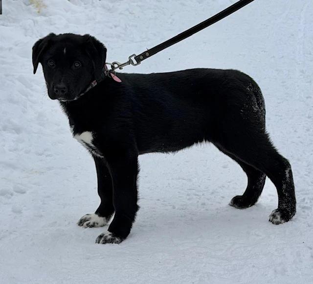 Enlarge Roco, an adopted mixed breed in Pointe-Fortune, QC image 2/3