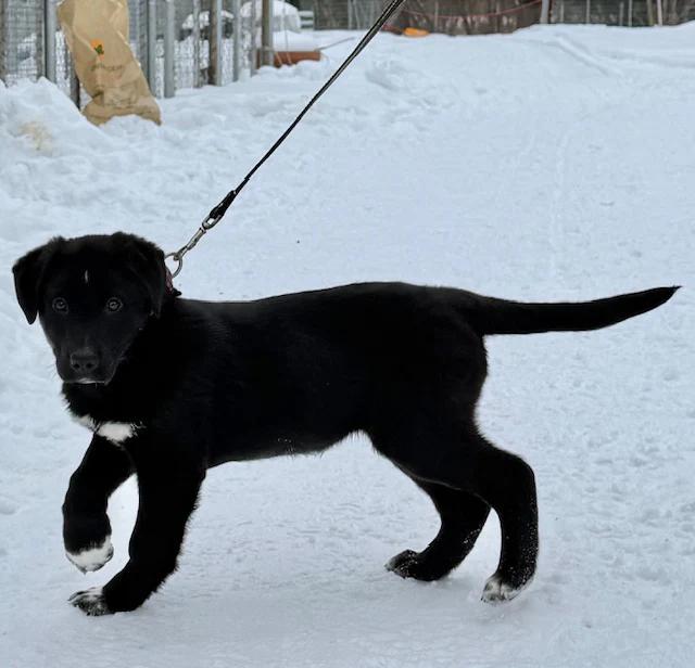 Enlarge Roco, an adopted mixed breed in Pointe-Fortune, QC image 1/3