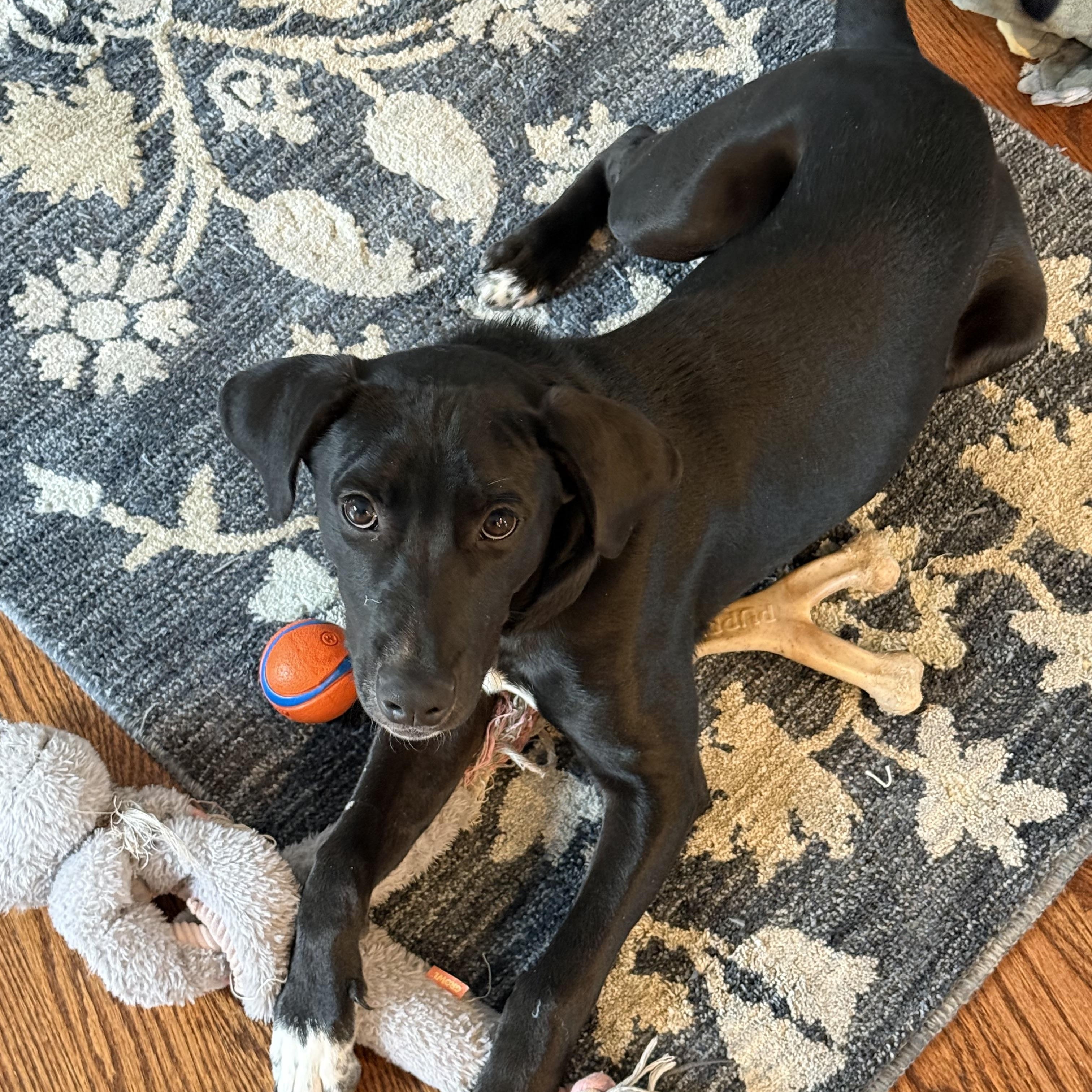 Luke, a Adoptable mixed breed in Hopkinton, MA image 2/6
