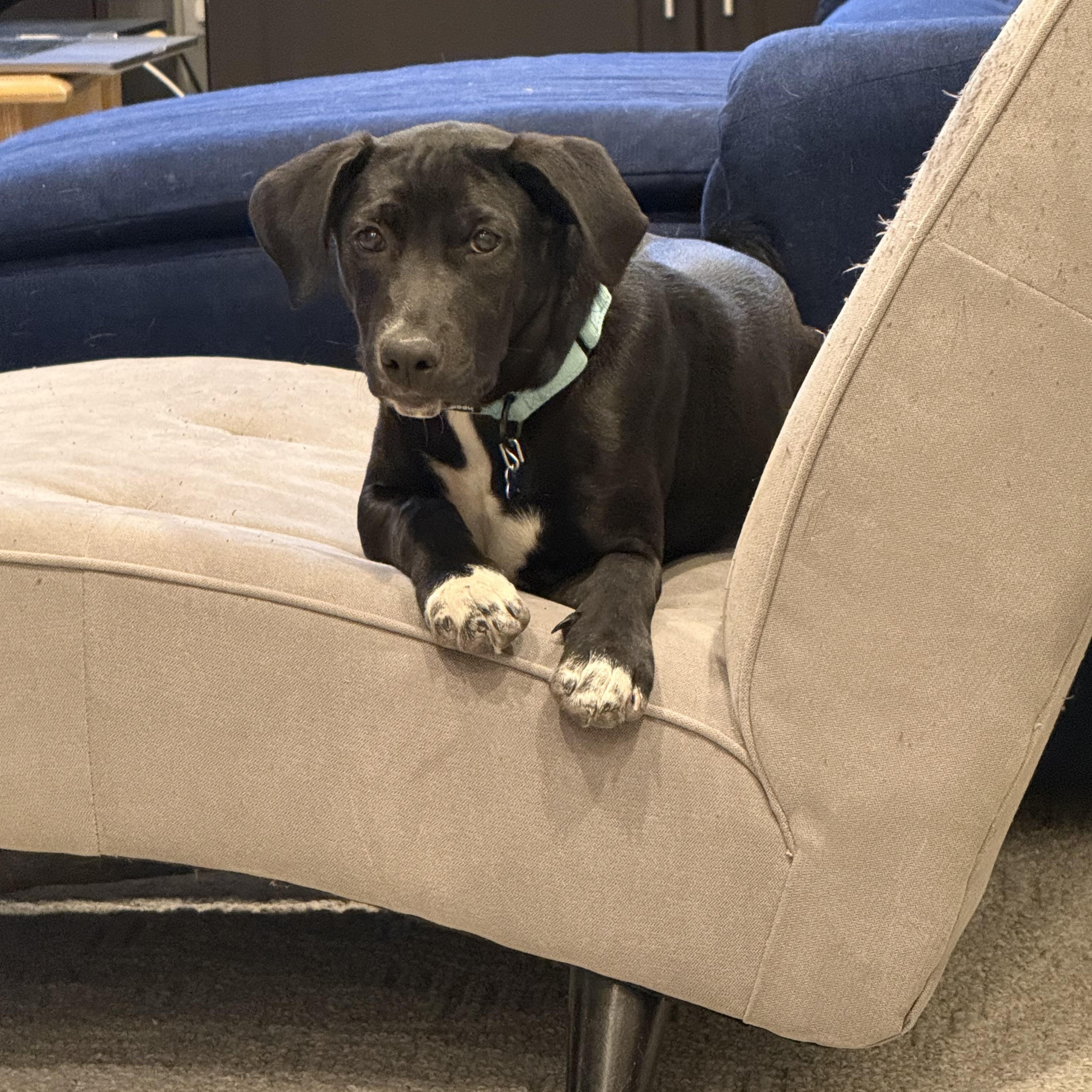 Luke, a Adoptable mixed breed in Hopkinton, MA image 5/6