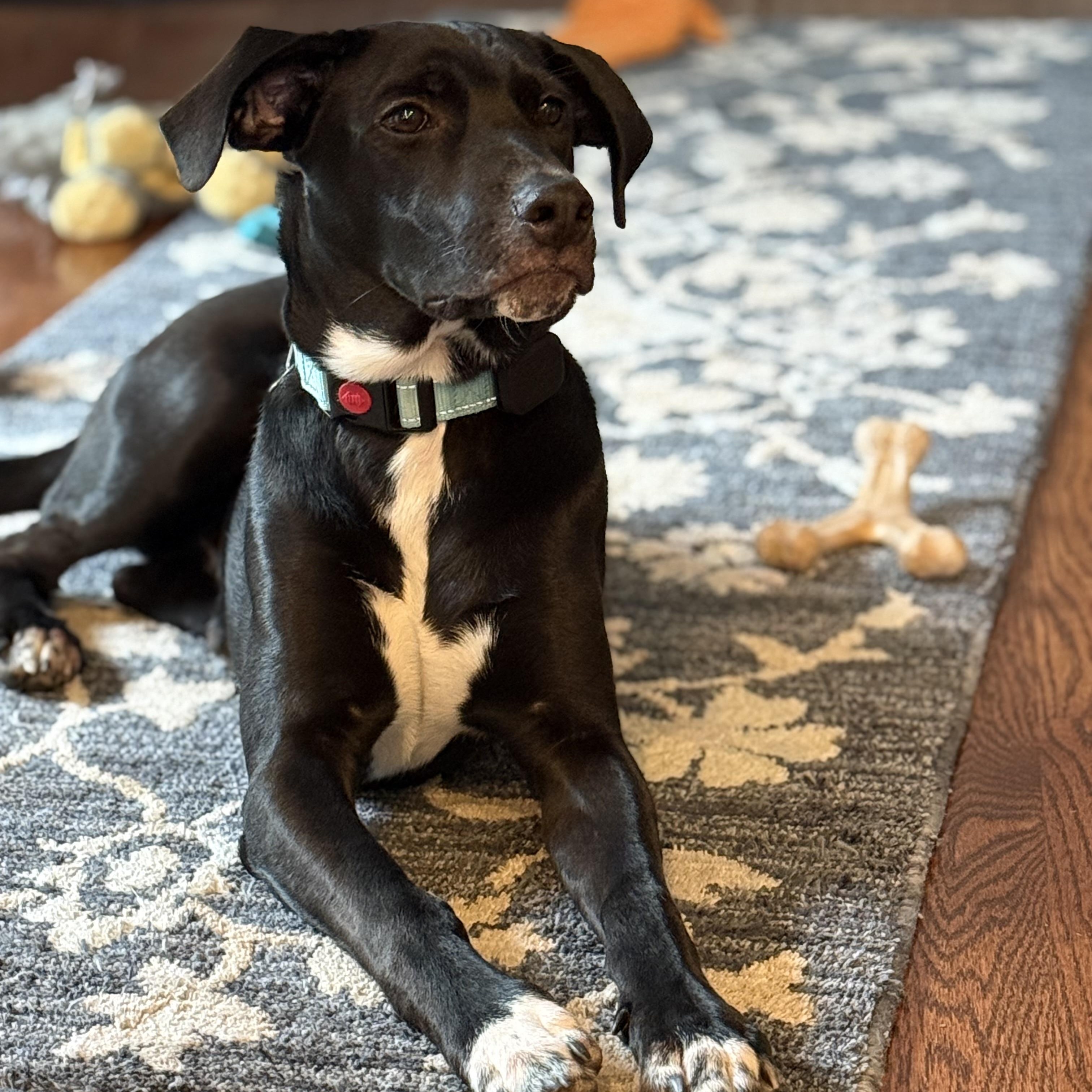 Enlarge Luke, a Adoptable mixed breed in Hopkinton, MA image 4/6
