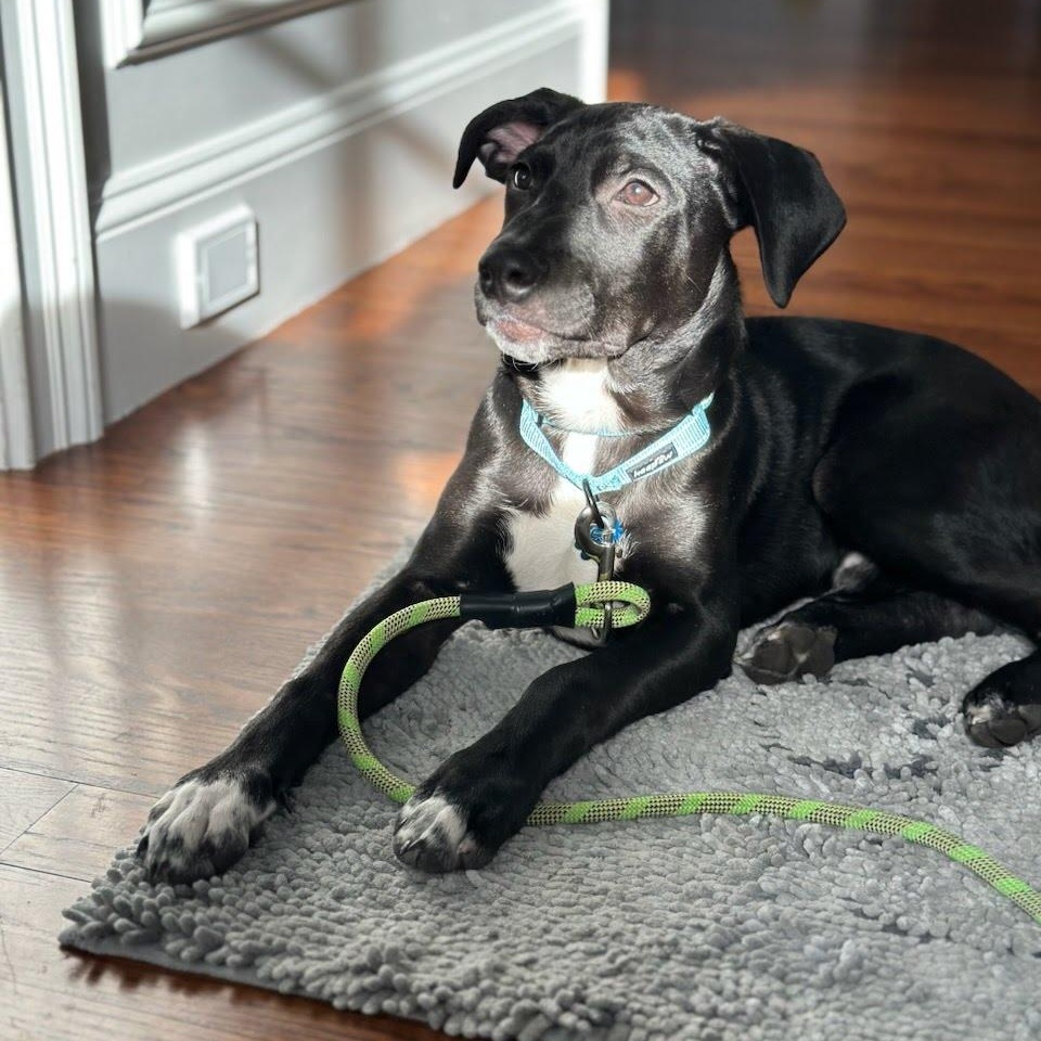 Luke, a Adoptable mixed breed in Hopkinton, MA image 4/6