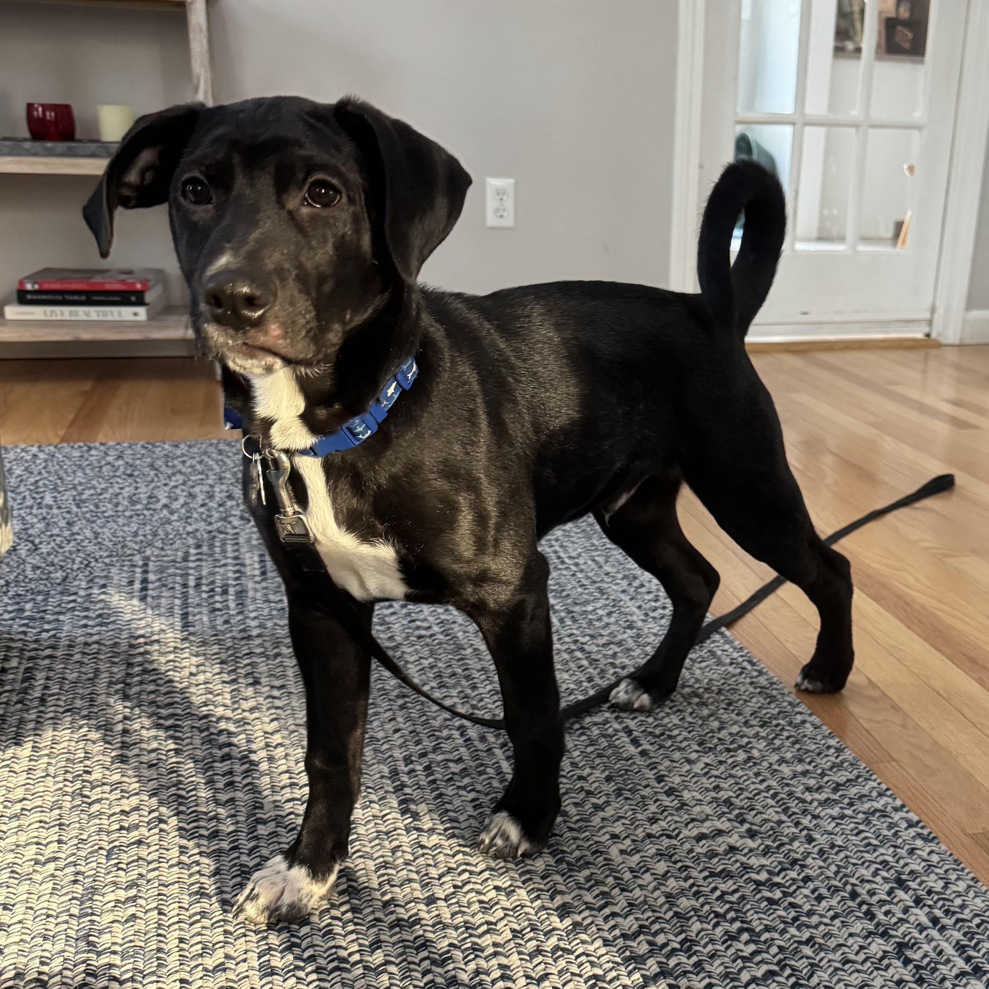 Luke, Adoptable, Young Male Labrador Retriever.