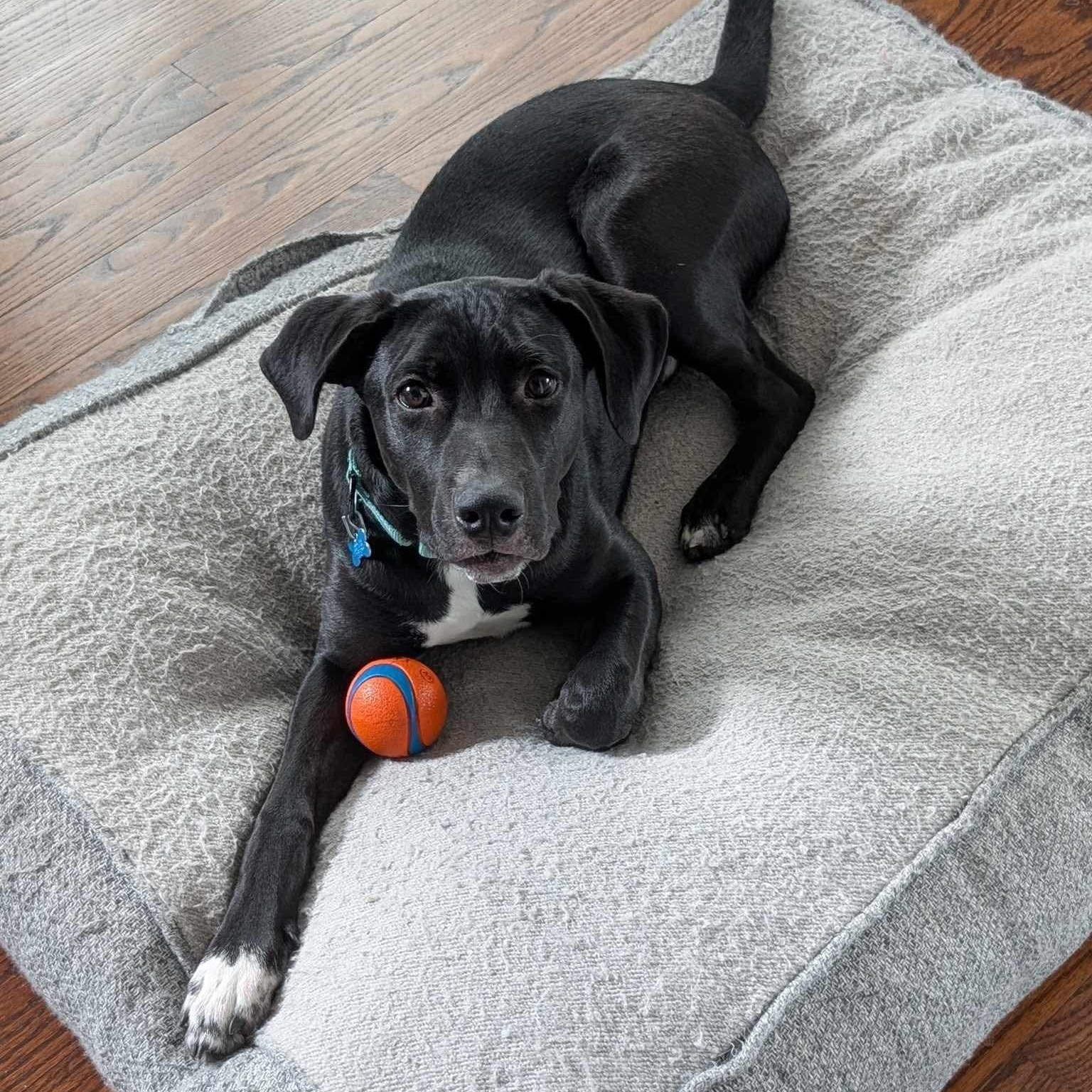 Luke, Adoptable, Young Male Labrador Retriever.
