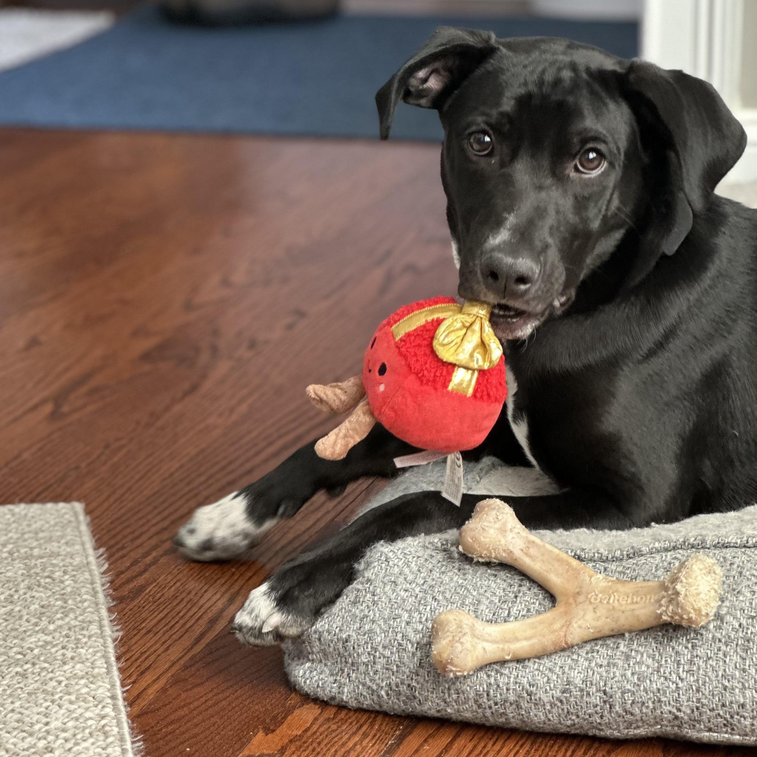 Enlarge Luke, a Adoptable mixed breed in Hopkinton, MA image 5/6