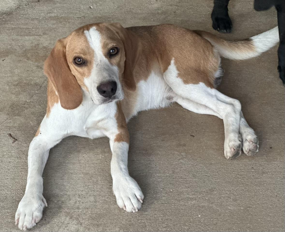 Enlarge Lizard, an adopted Beagle in Walker, LA image 1/1